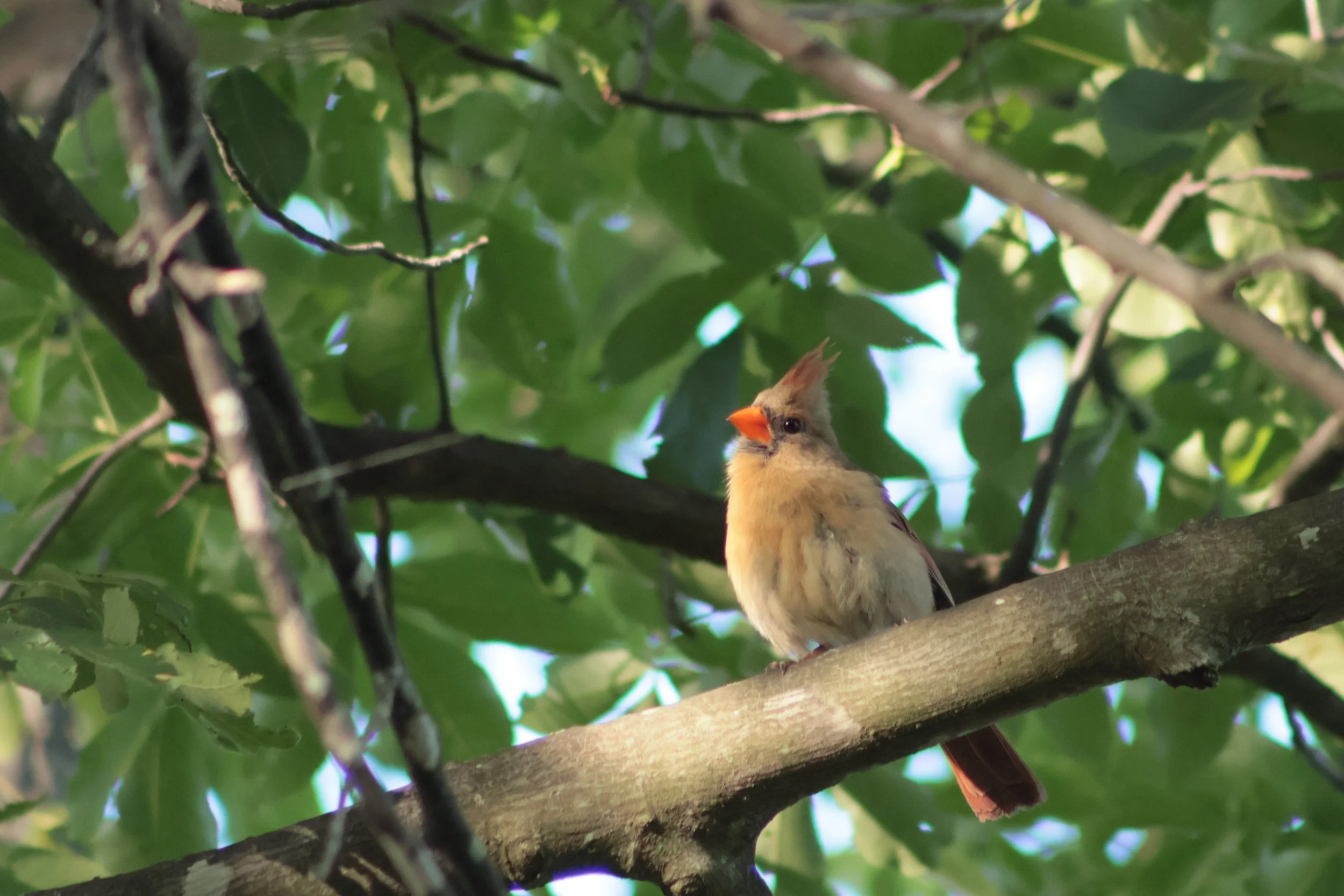 A small bird with a bright orange beak, tan body, and a crest on her head is perched on a tree branch among green leaves.