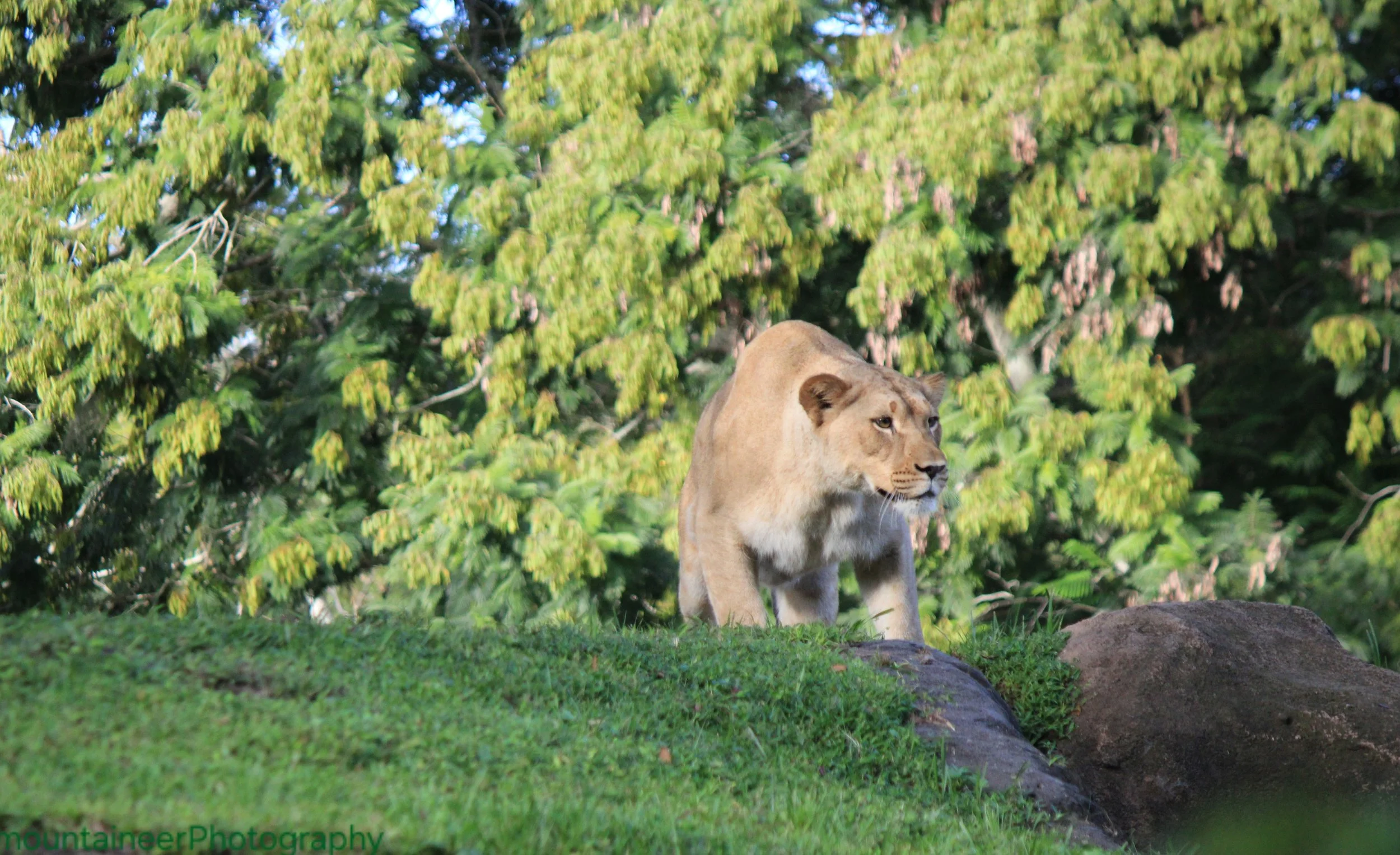 Hunting Lioness