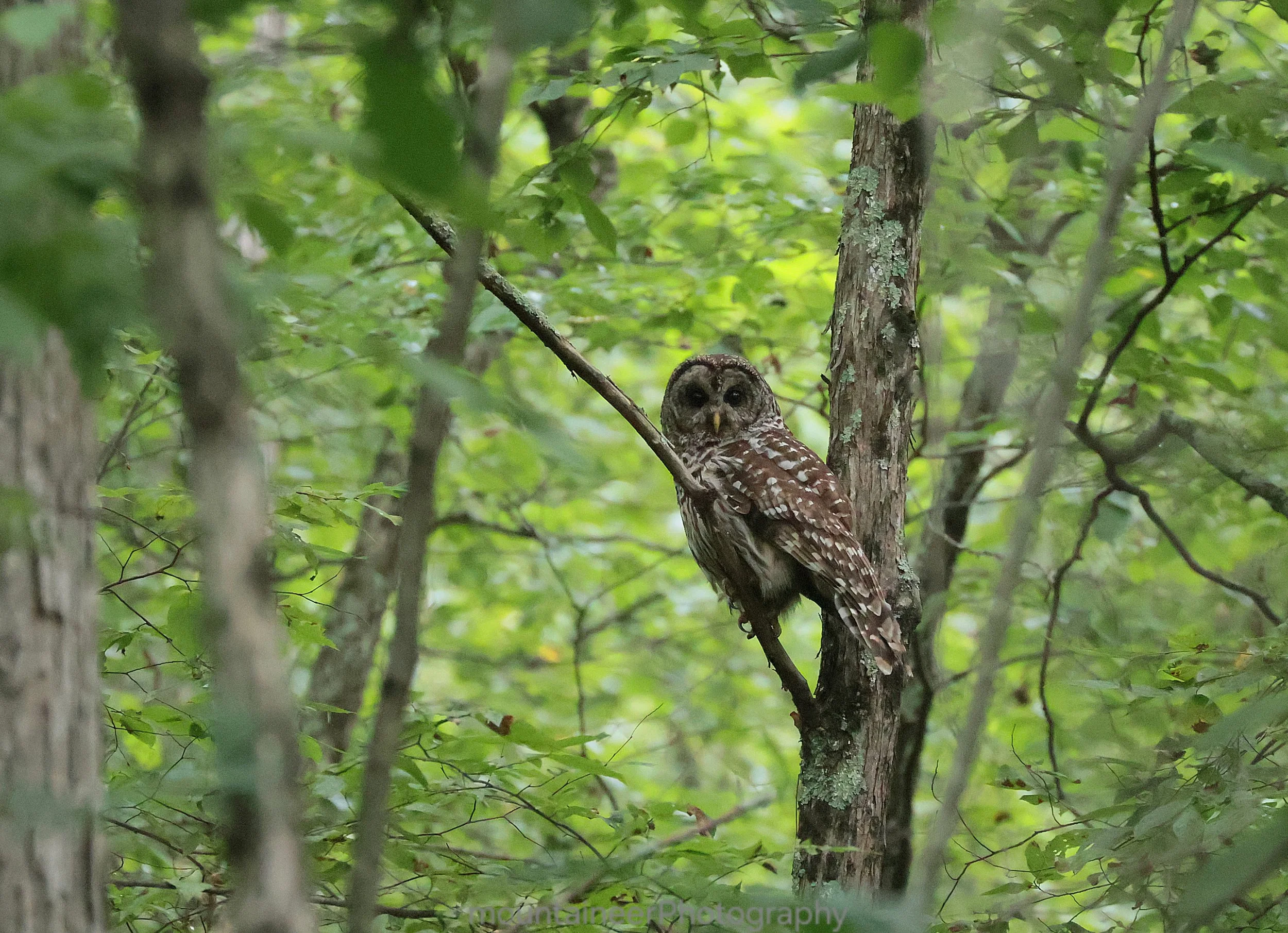Guardian Of The Forest