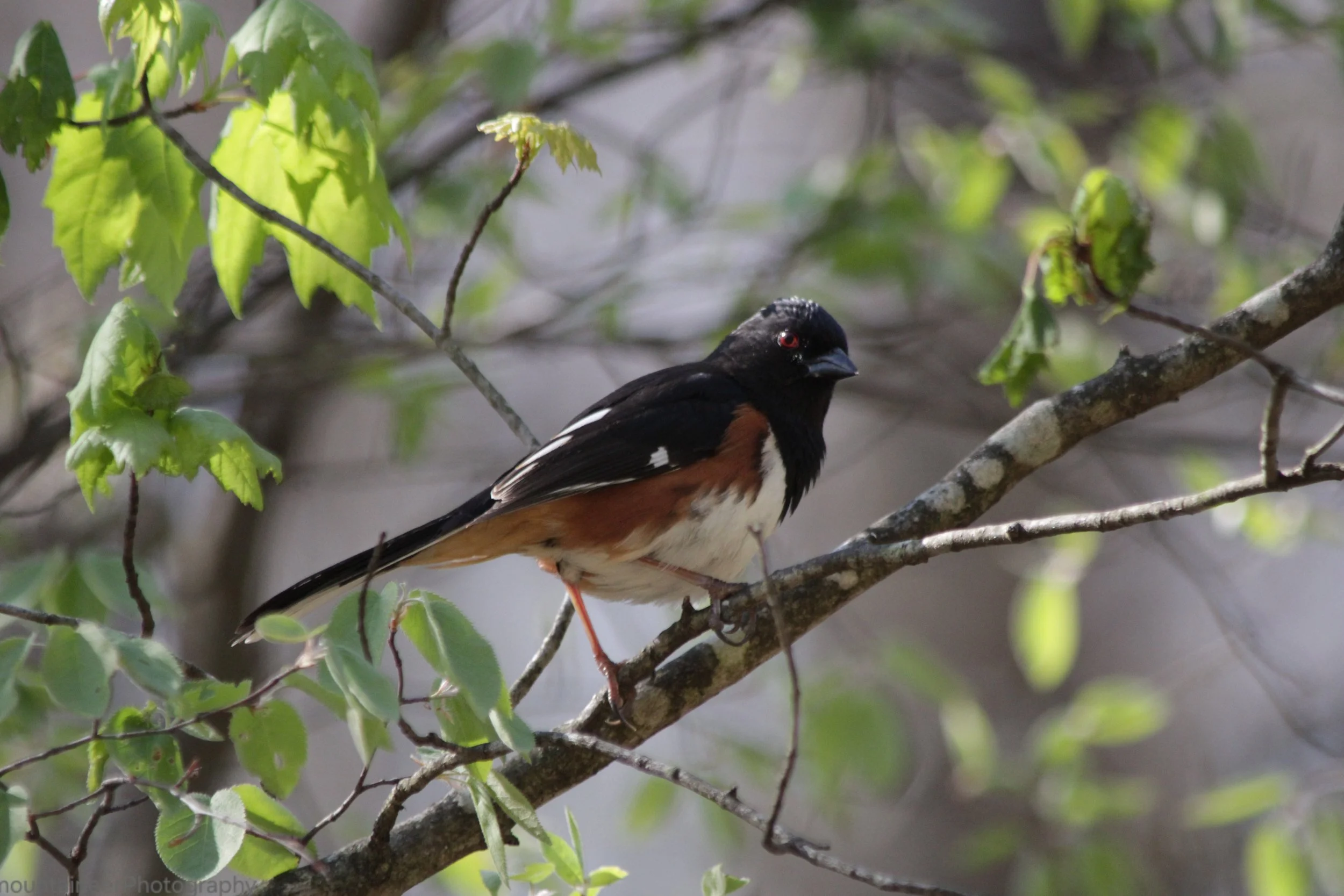 Alerted Towhee