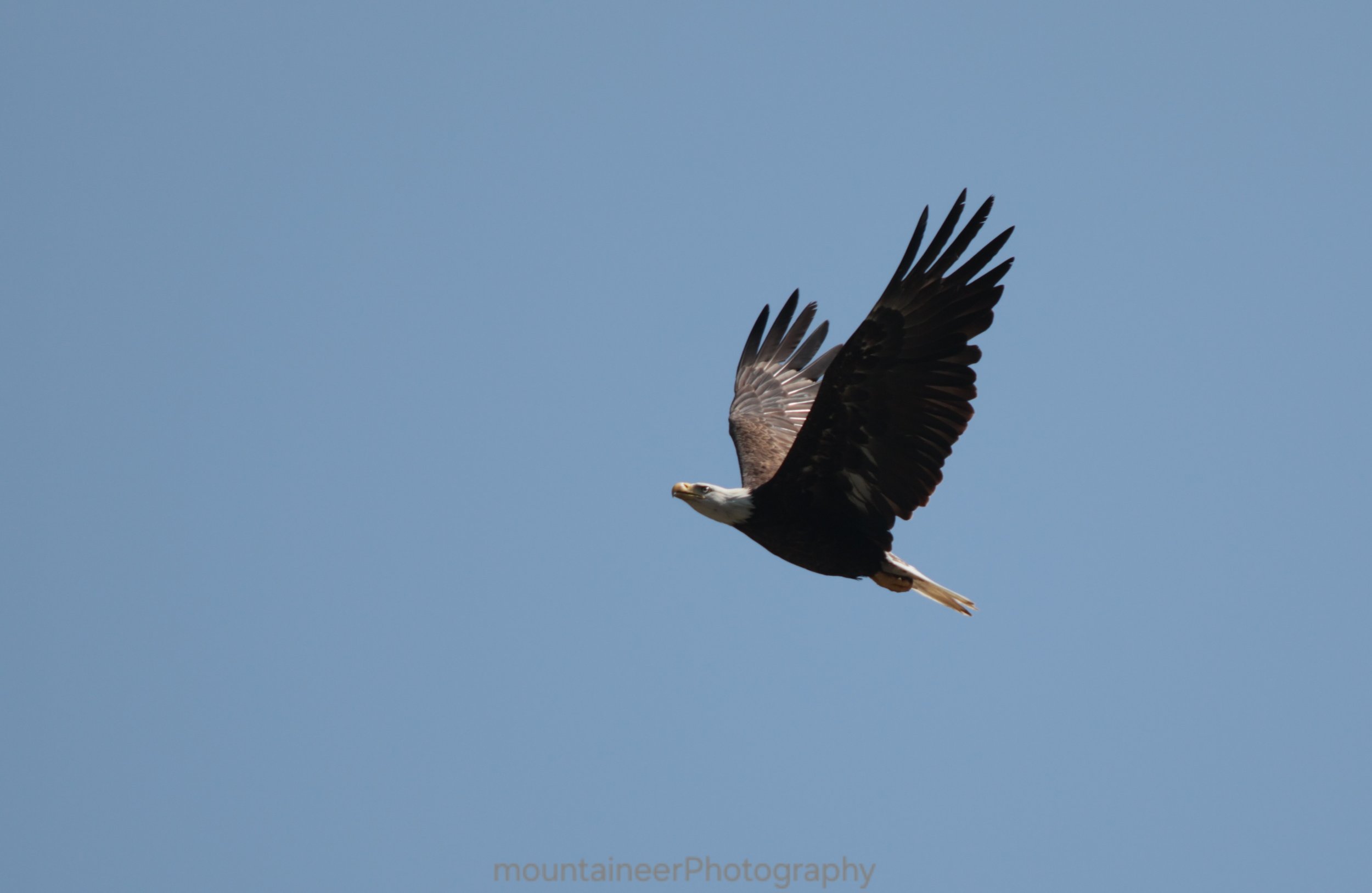 Soaring Eagle
