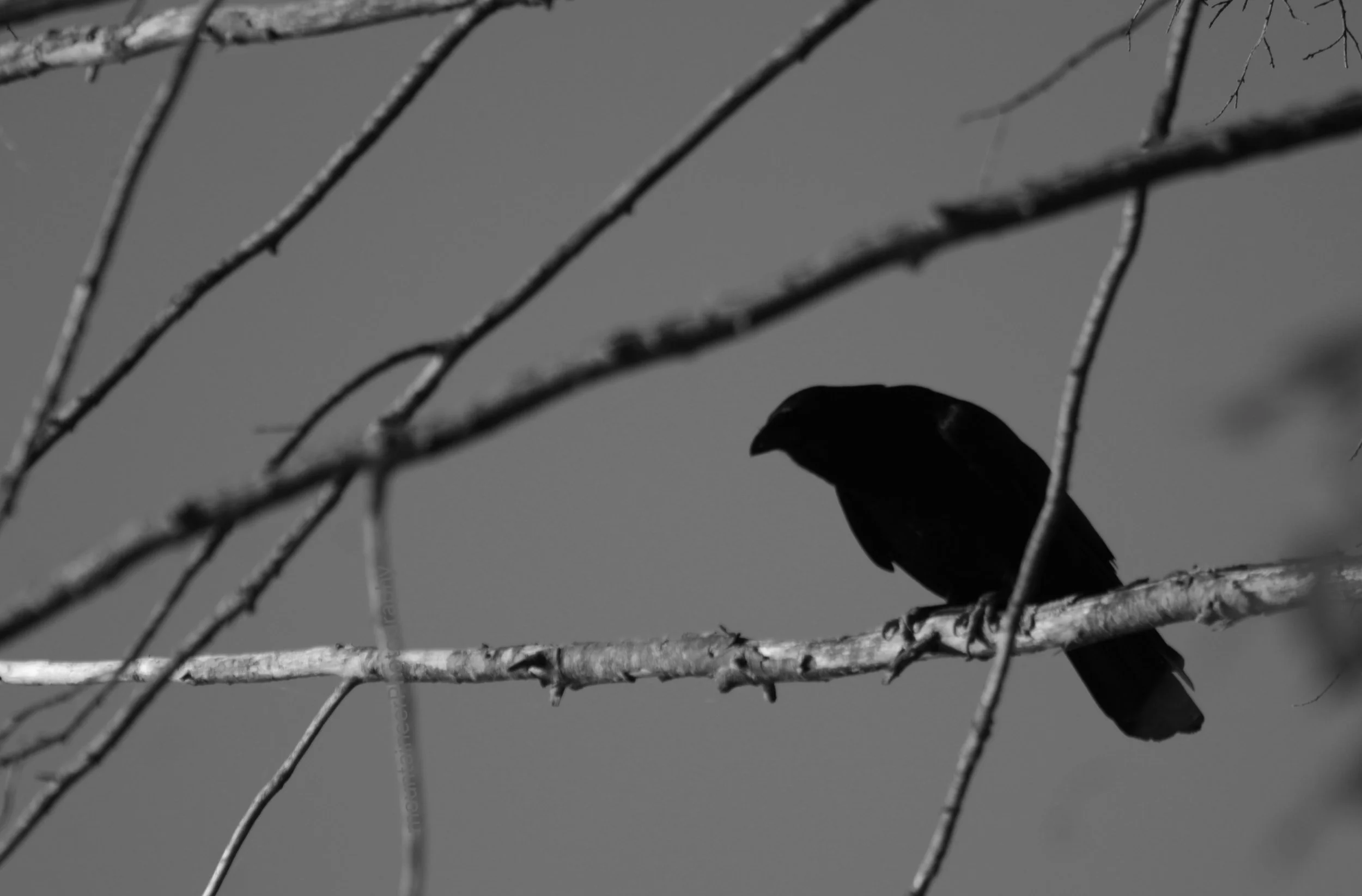 Menacing Shadow