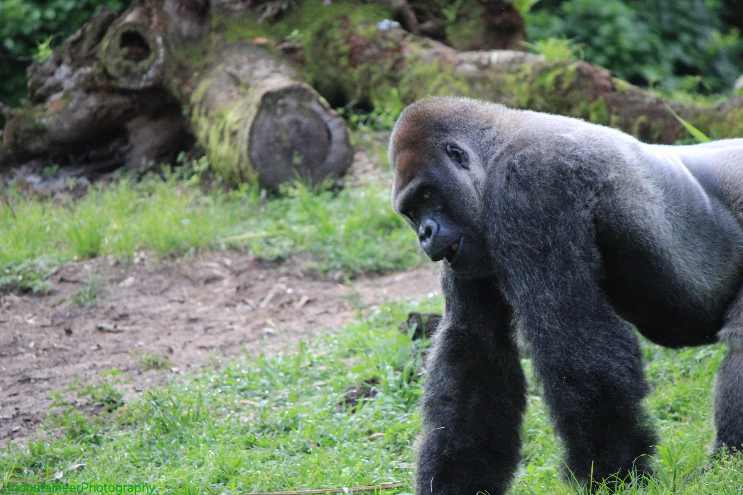 Glaring Gorilla