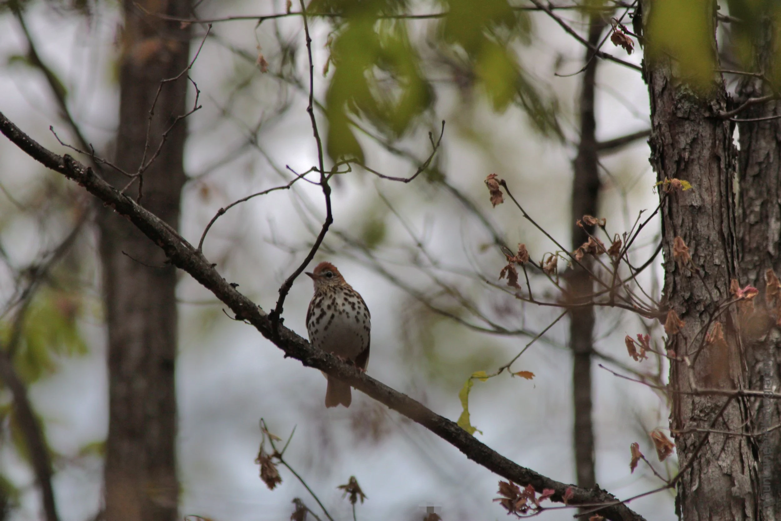 Tranquil Wood Thrush