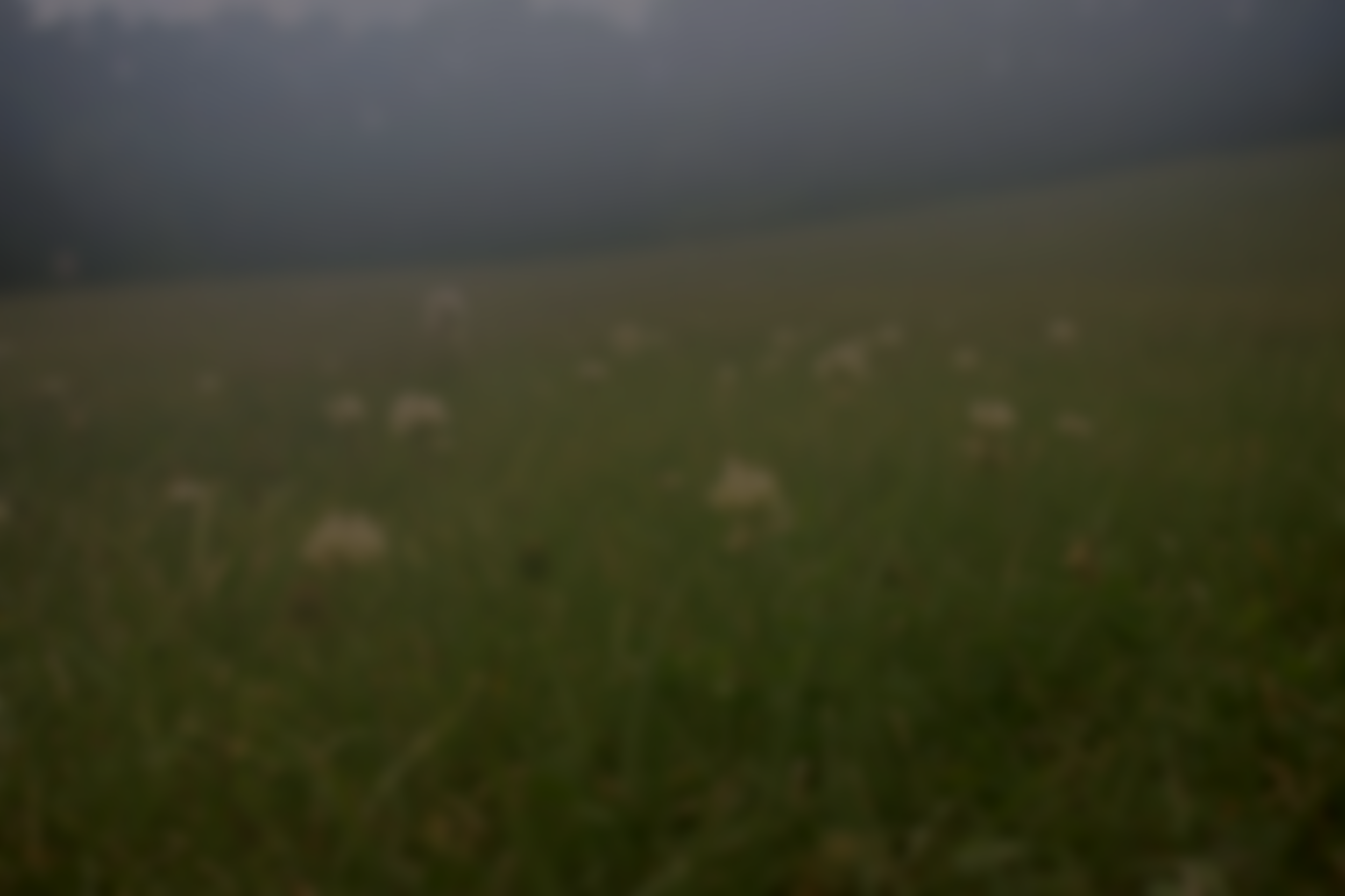A foggy field with scattered white flowers in the early morning