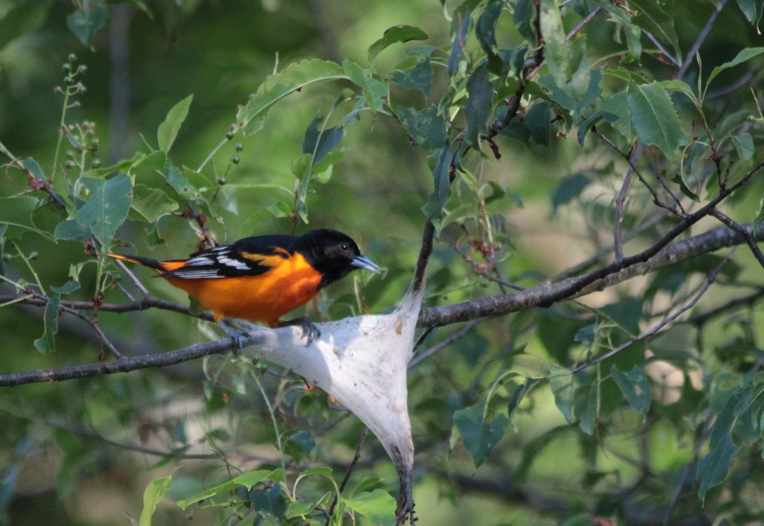 Jackpot-A Hunting Oriole