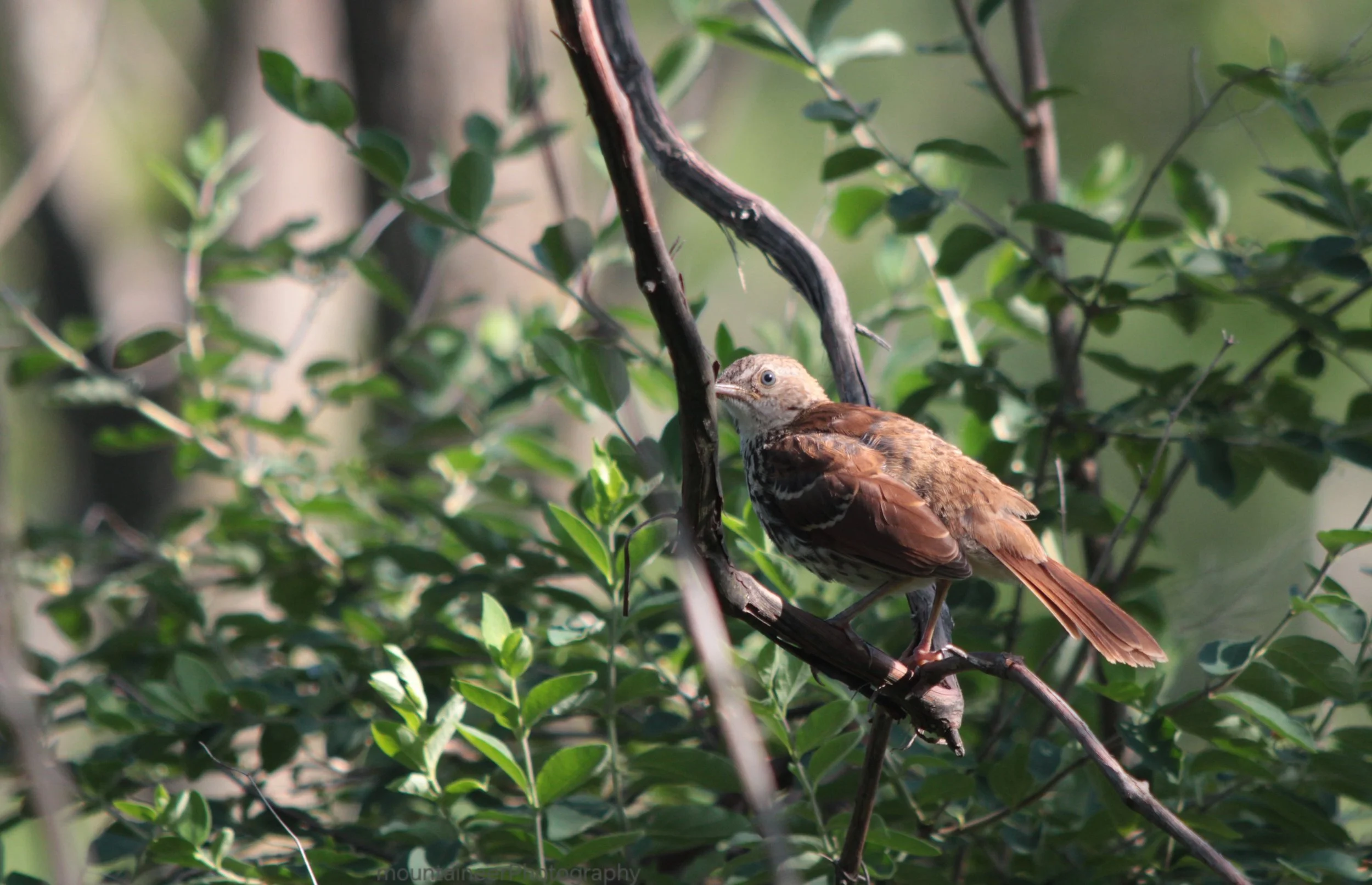 Brown Thrasher hiding spot
