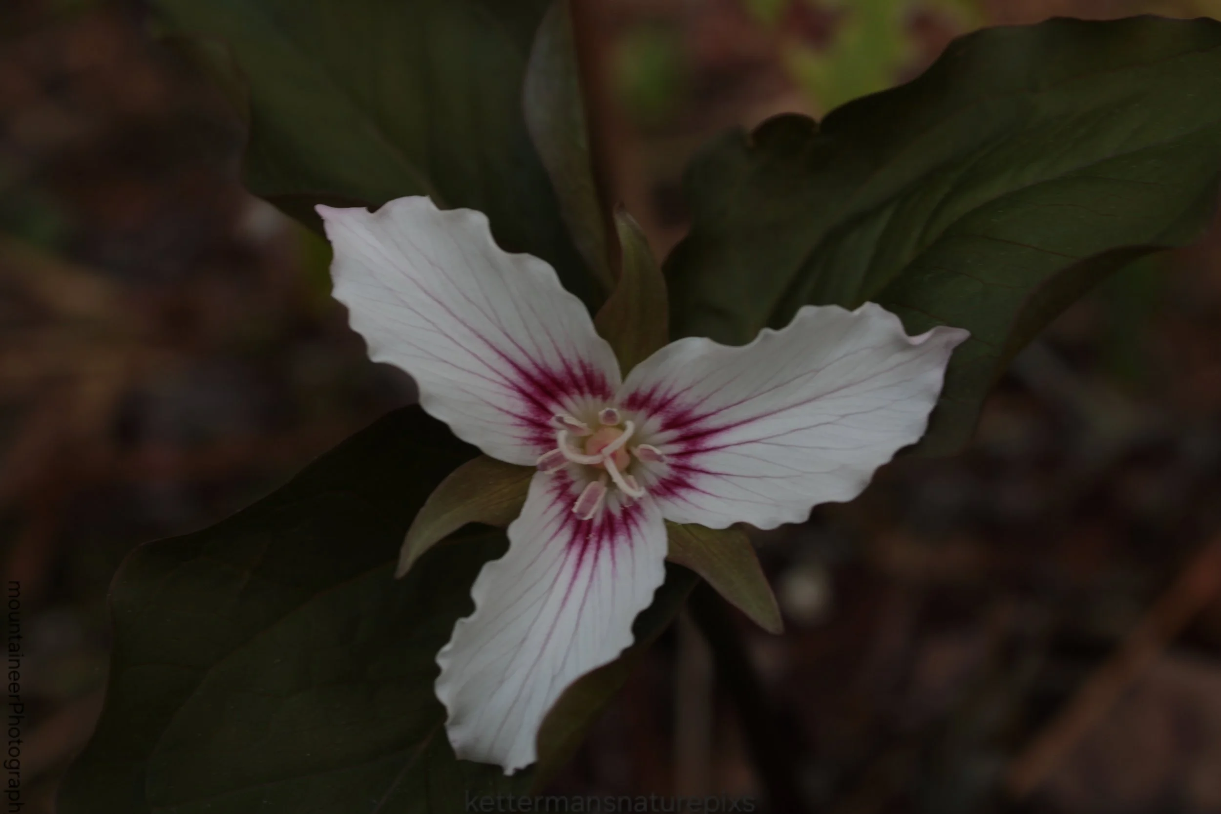 Painted Trillium