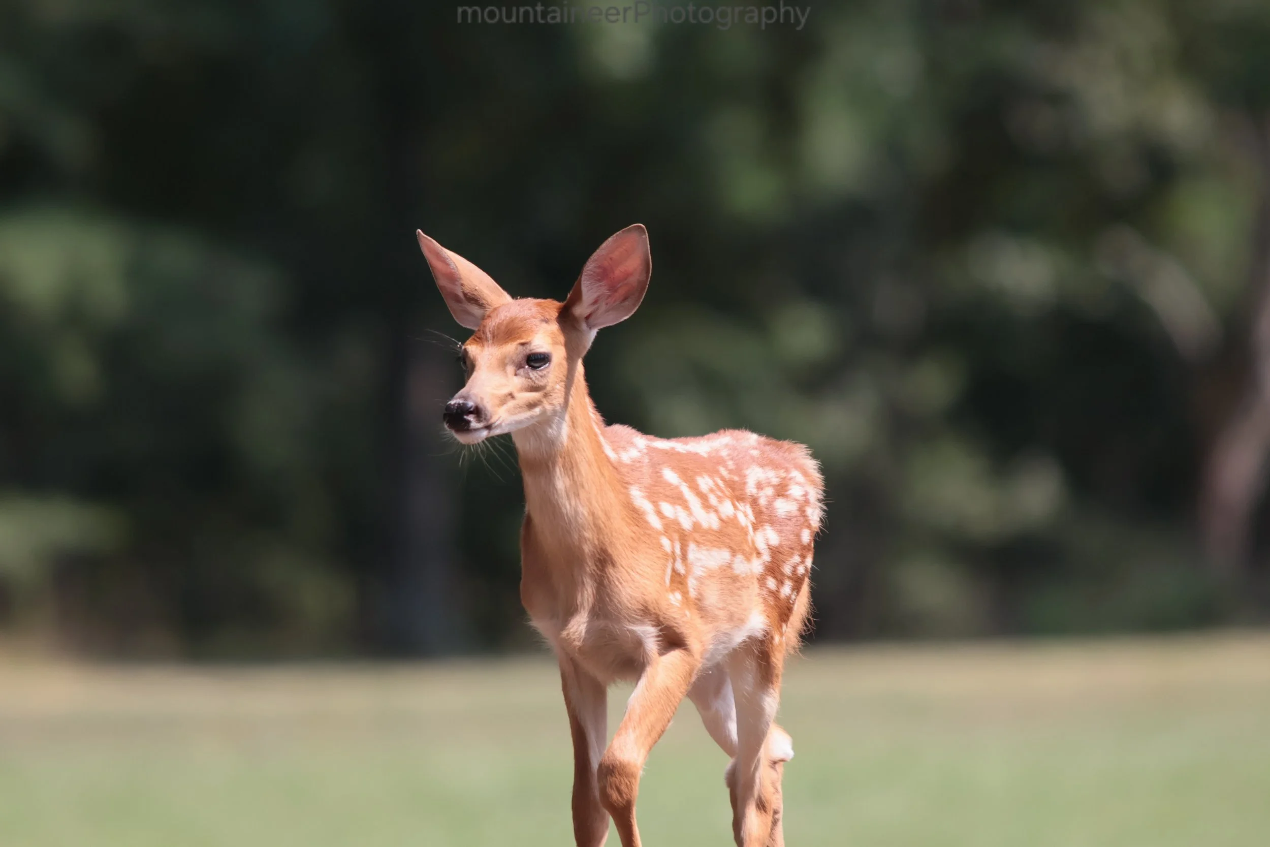 The Little Wanderer