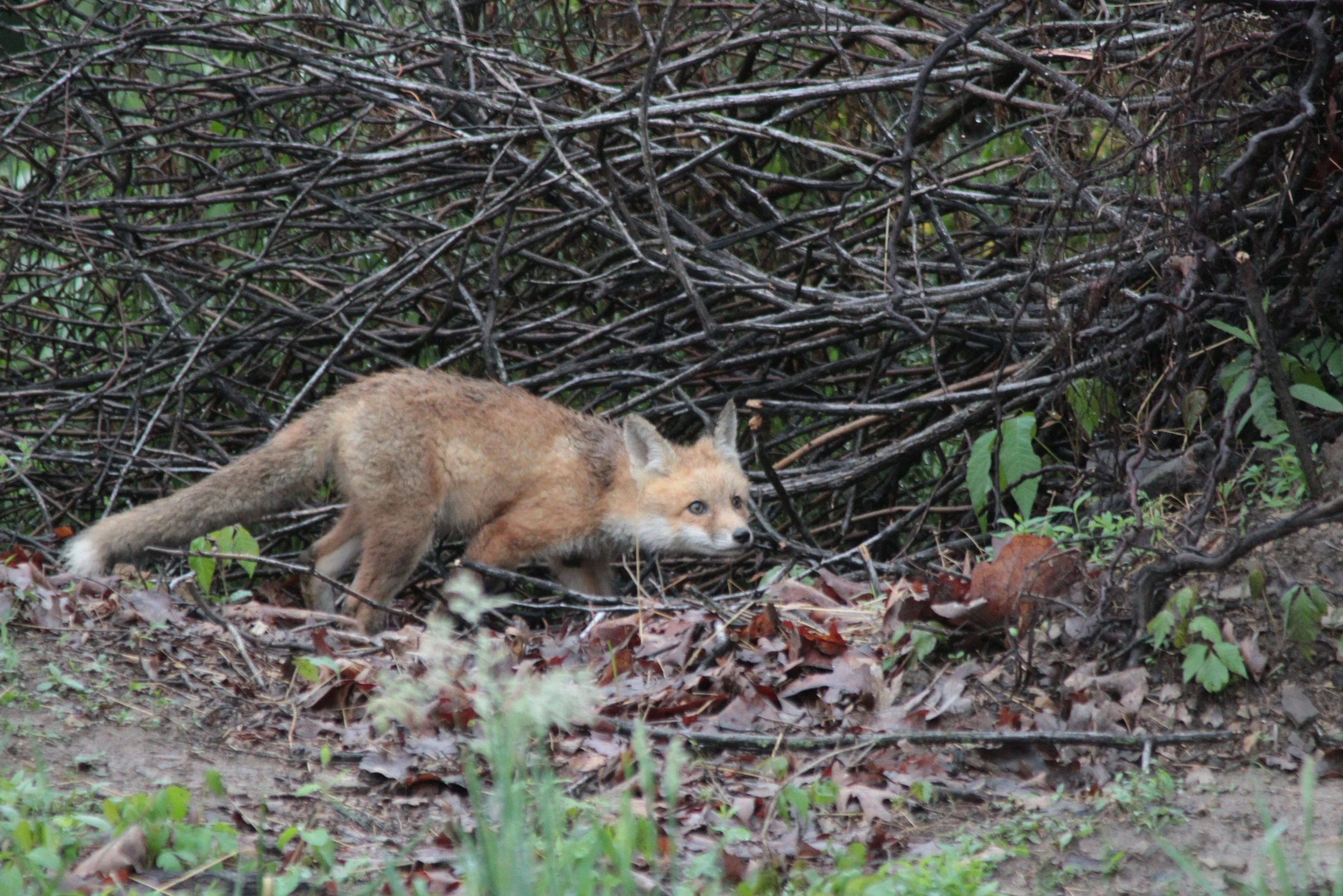 Playful Fox pup