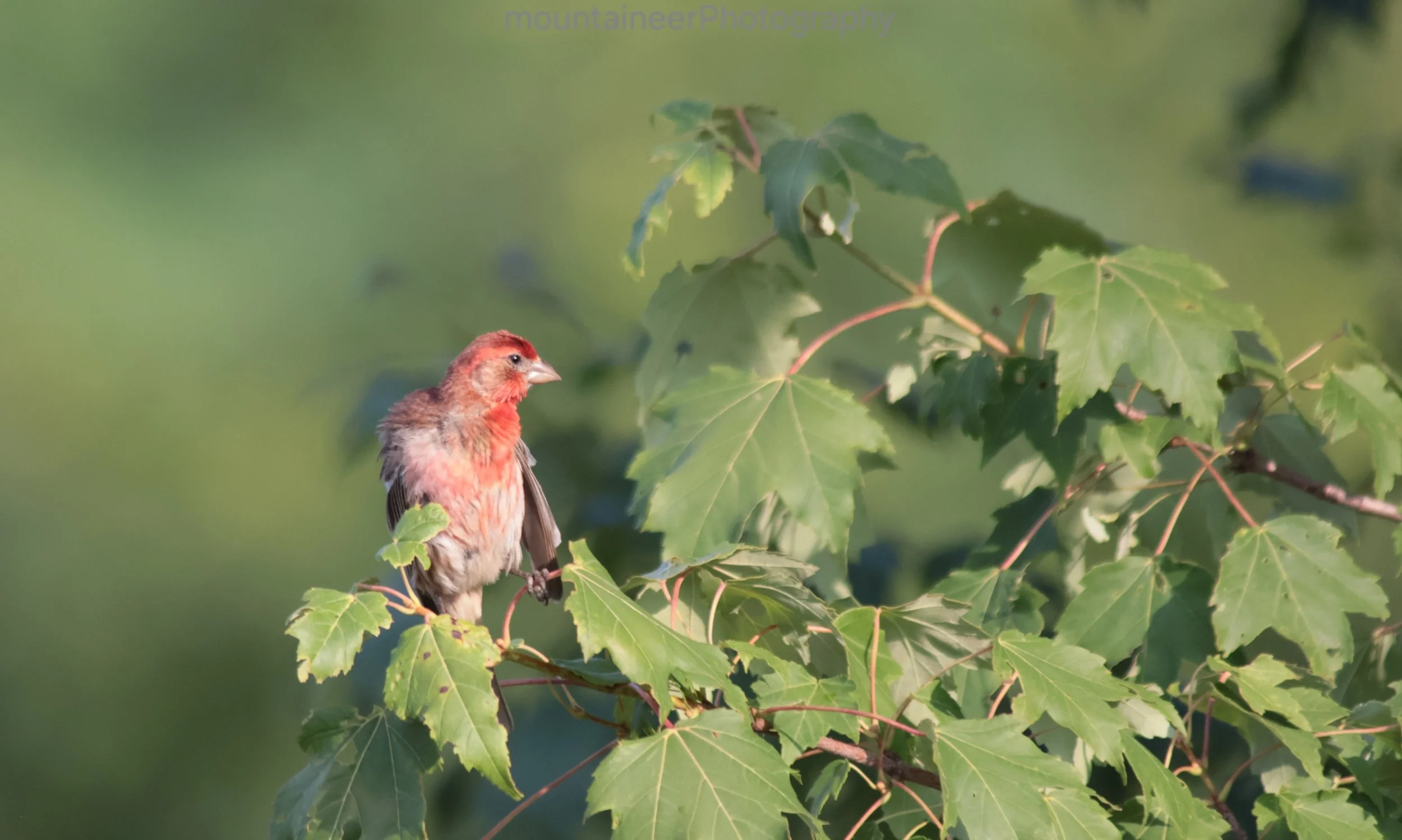 Raspberry In The Canopy: Purple Finch