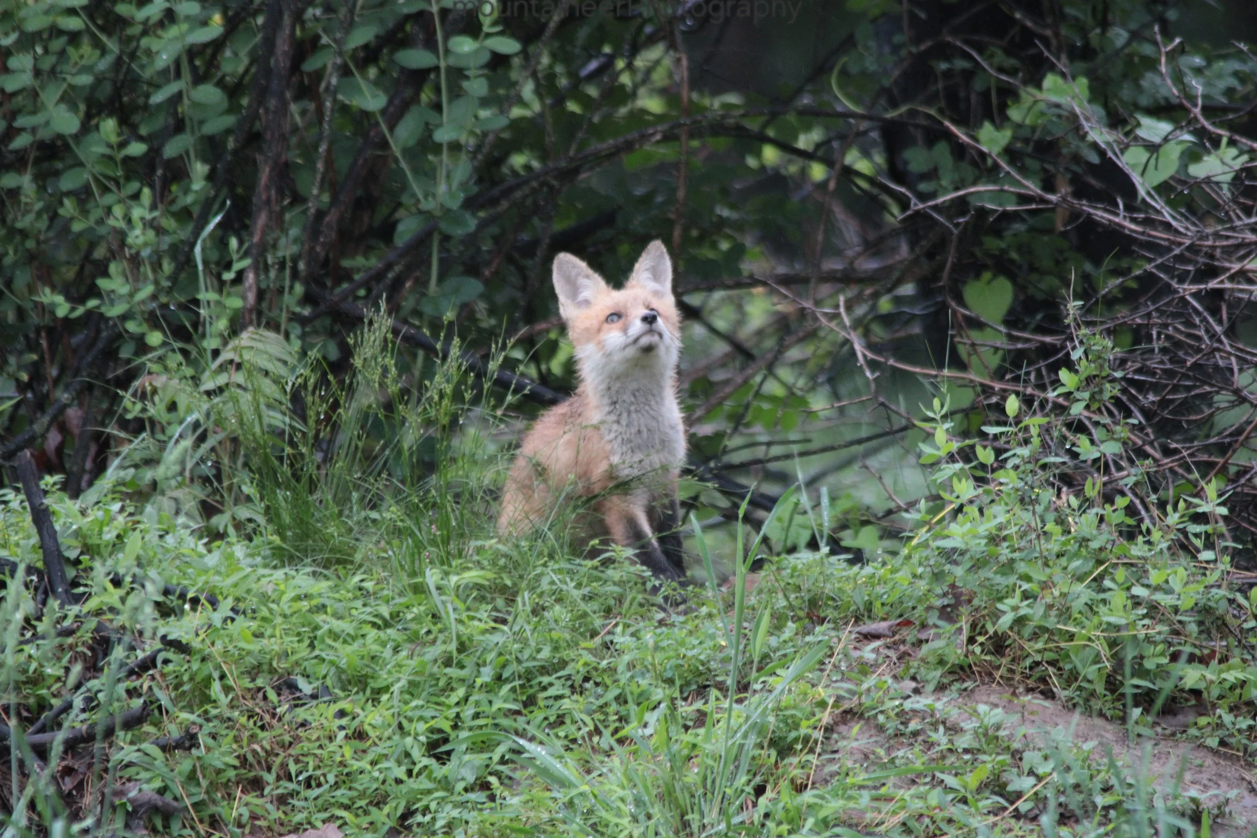 Curious Fox Pup