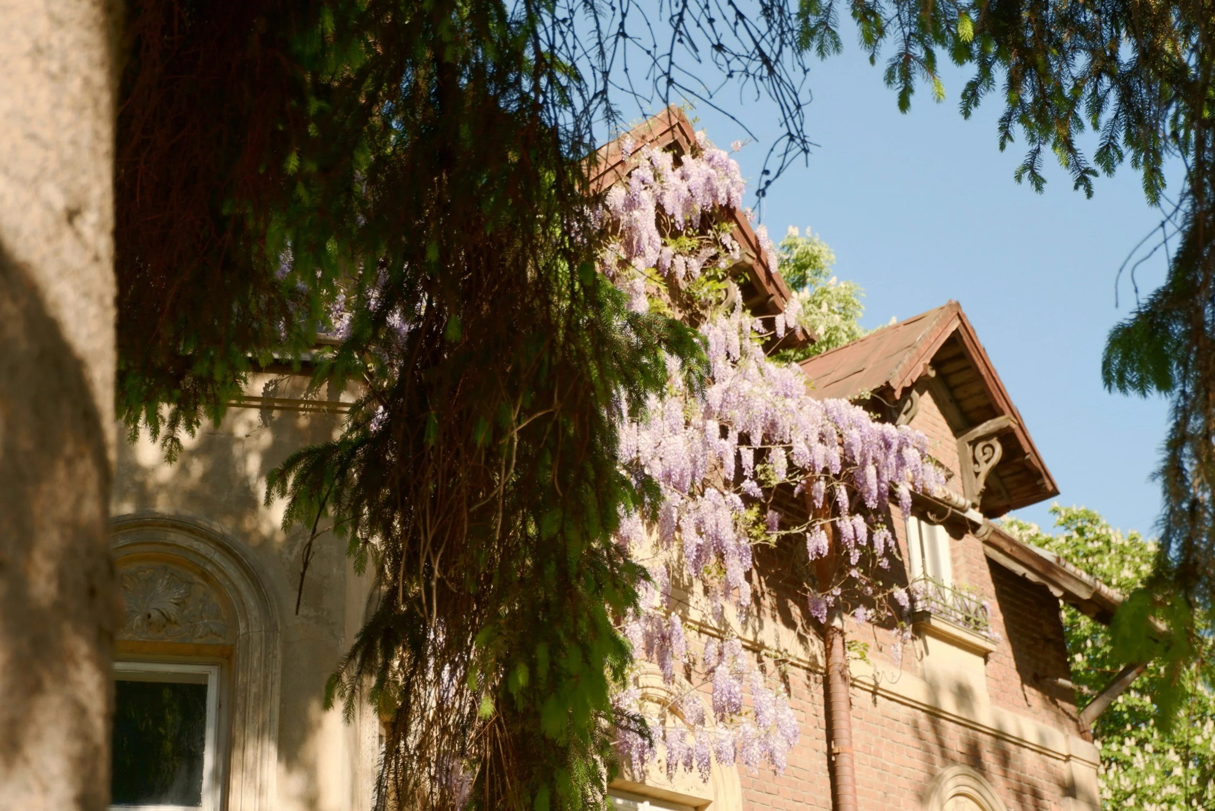 A view of a house with a brick exterior partially covered by flowering vines, seen through the branches and leaves of trees. The house has a peaked roof and decorative window.