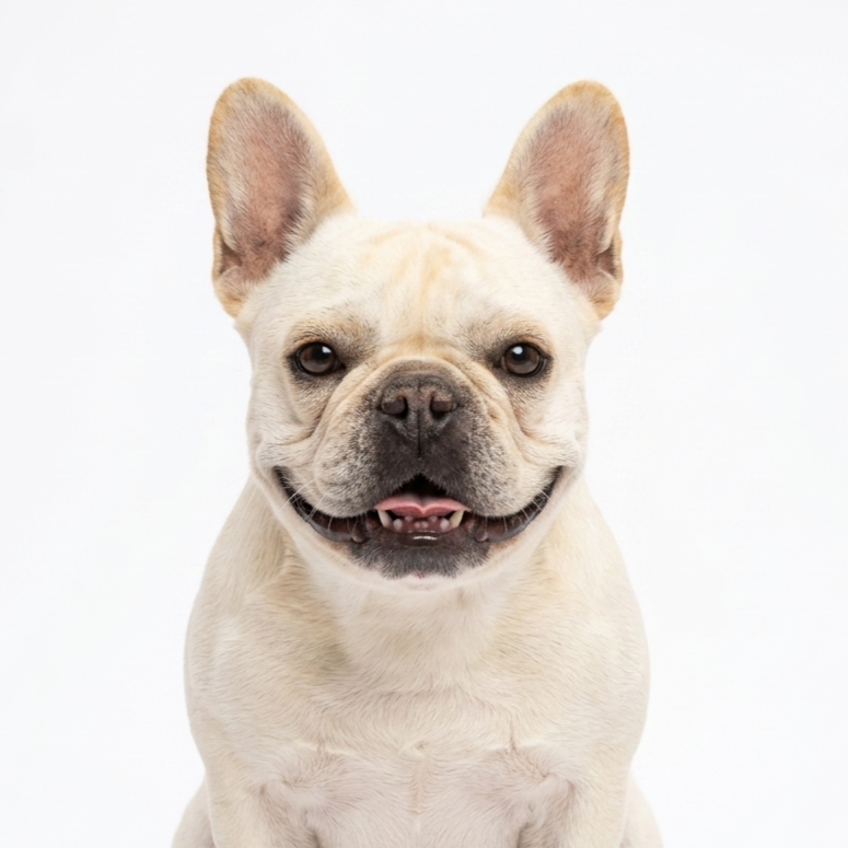 Single Dog 30-Minute Run 8-Pack
