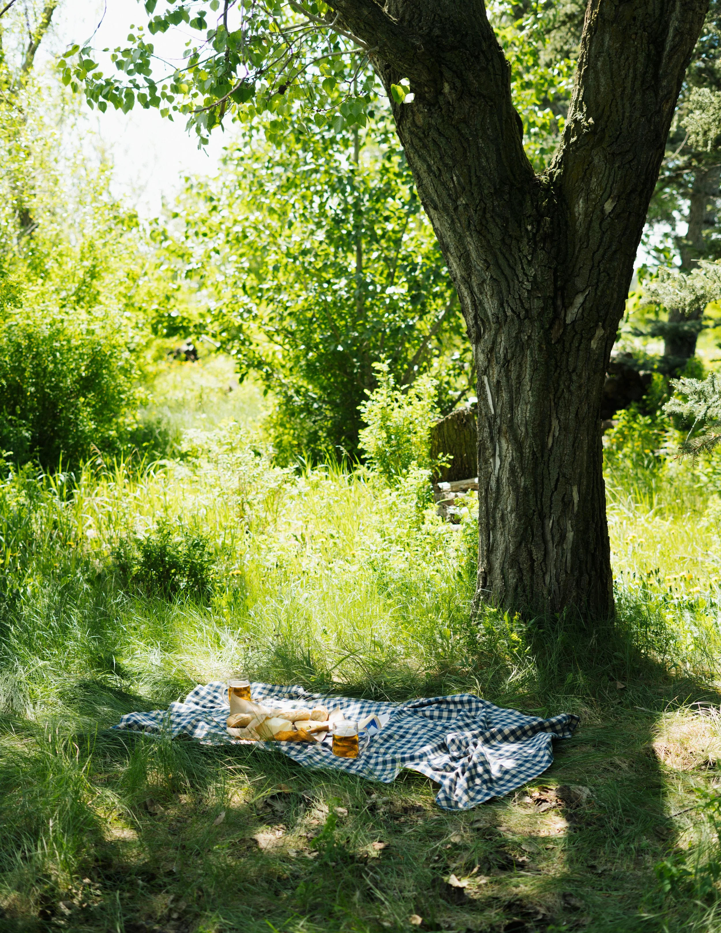 A picnic setup with a blanket, drinks, and snacks under a large tree in a sunlit forest clearing with lush green foliage and grass.