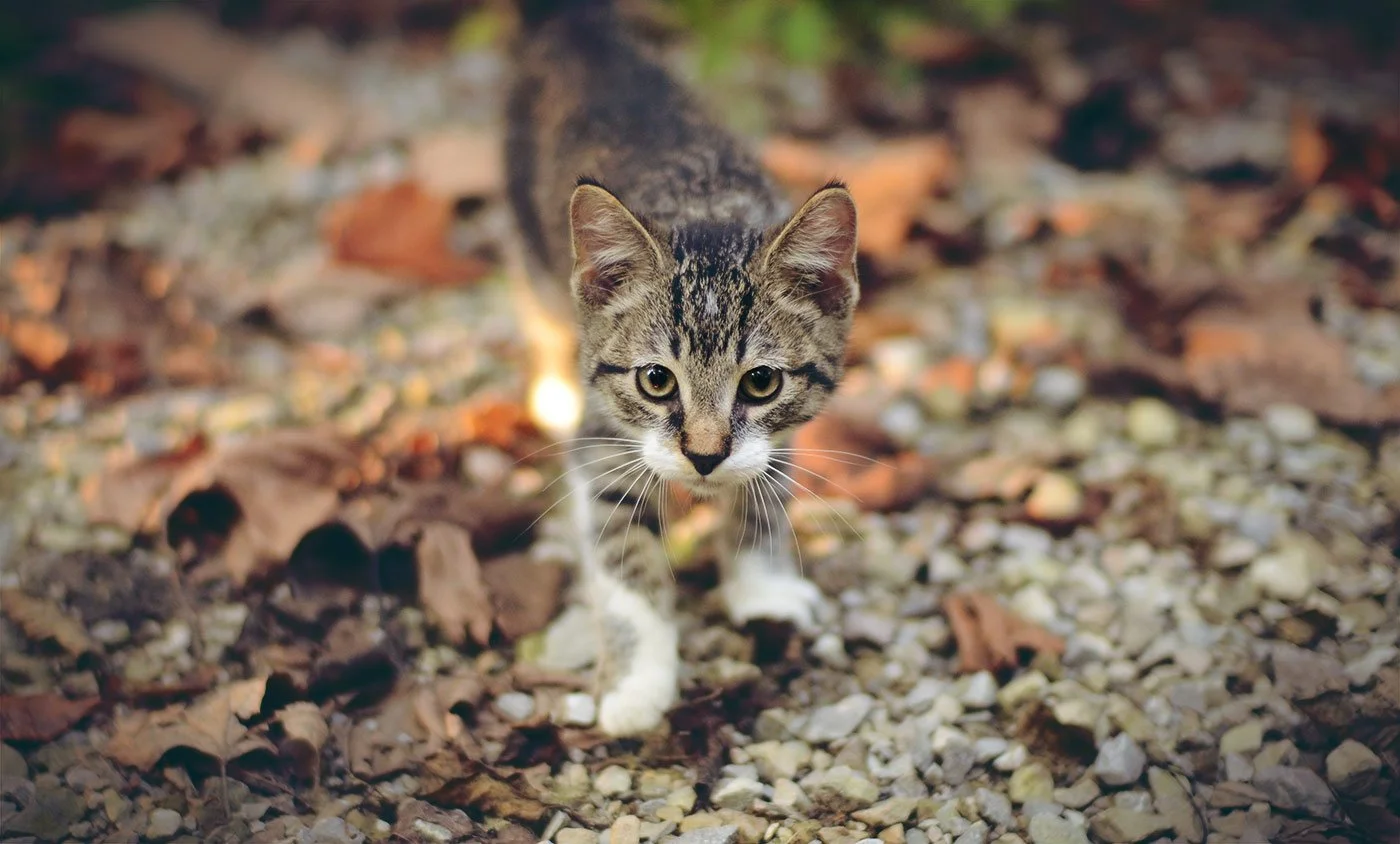 wild_cat.jpg