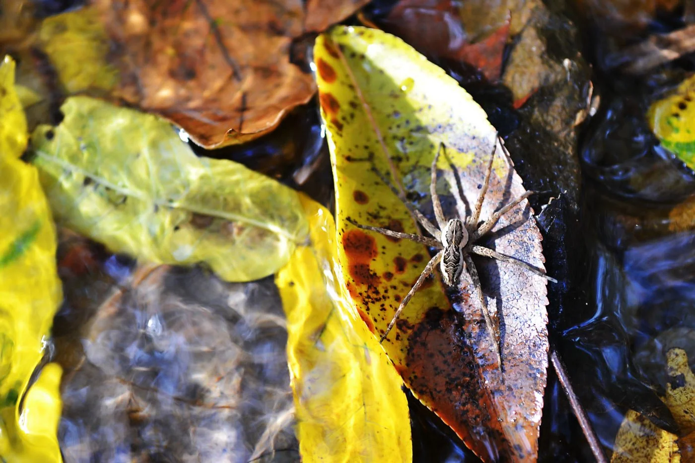 moist_spider.jpg