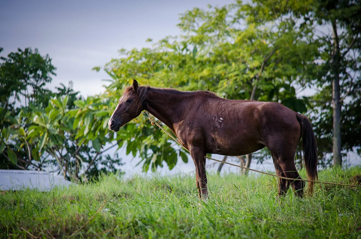 nica_horse.jpg
