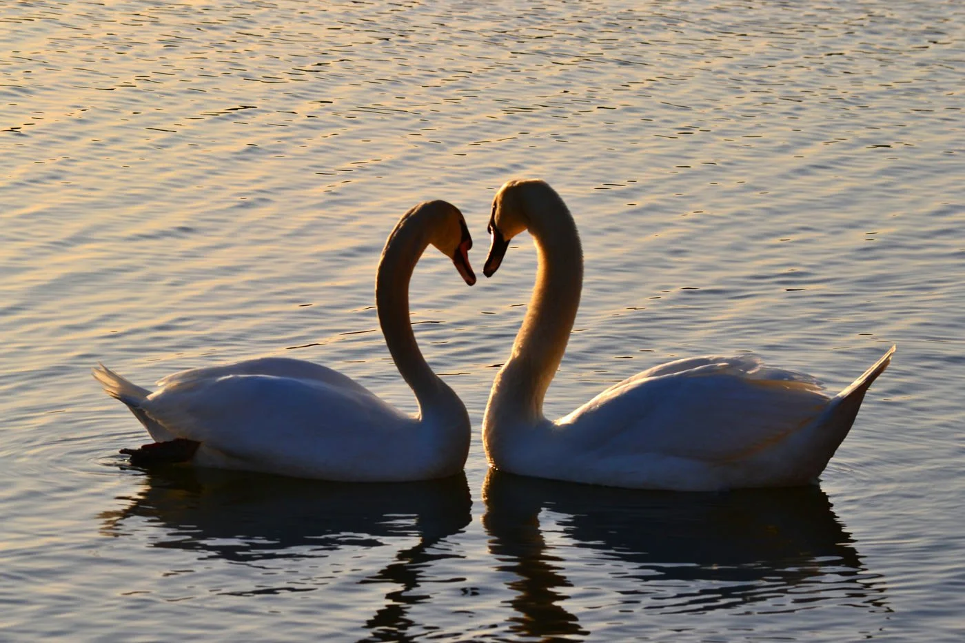 swanlove.jpg