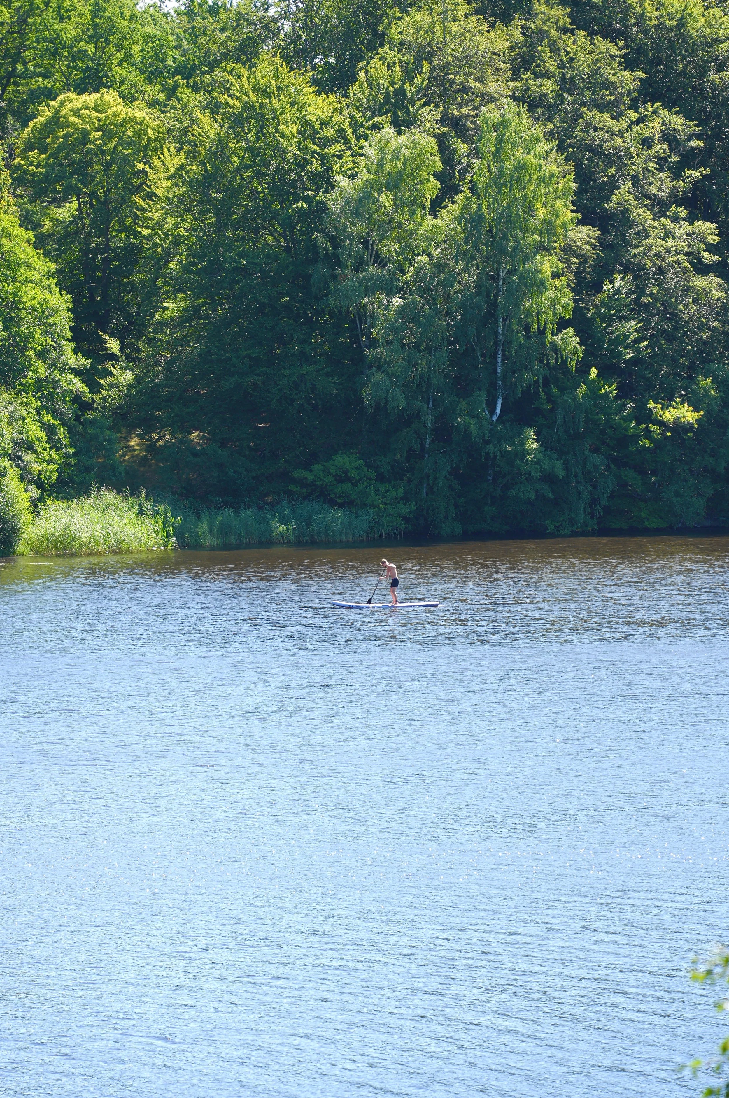 Person paddleboarding on a calm river with lush green trees along the shoreline.