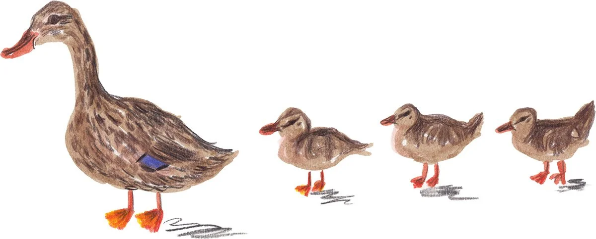 make way for ducks.jpg