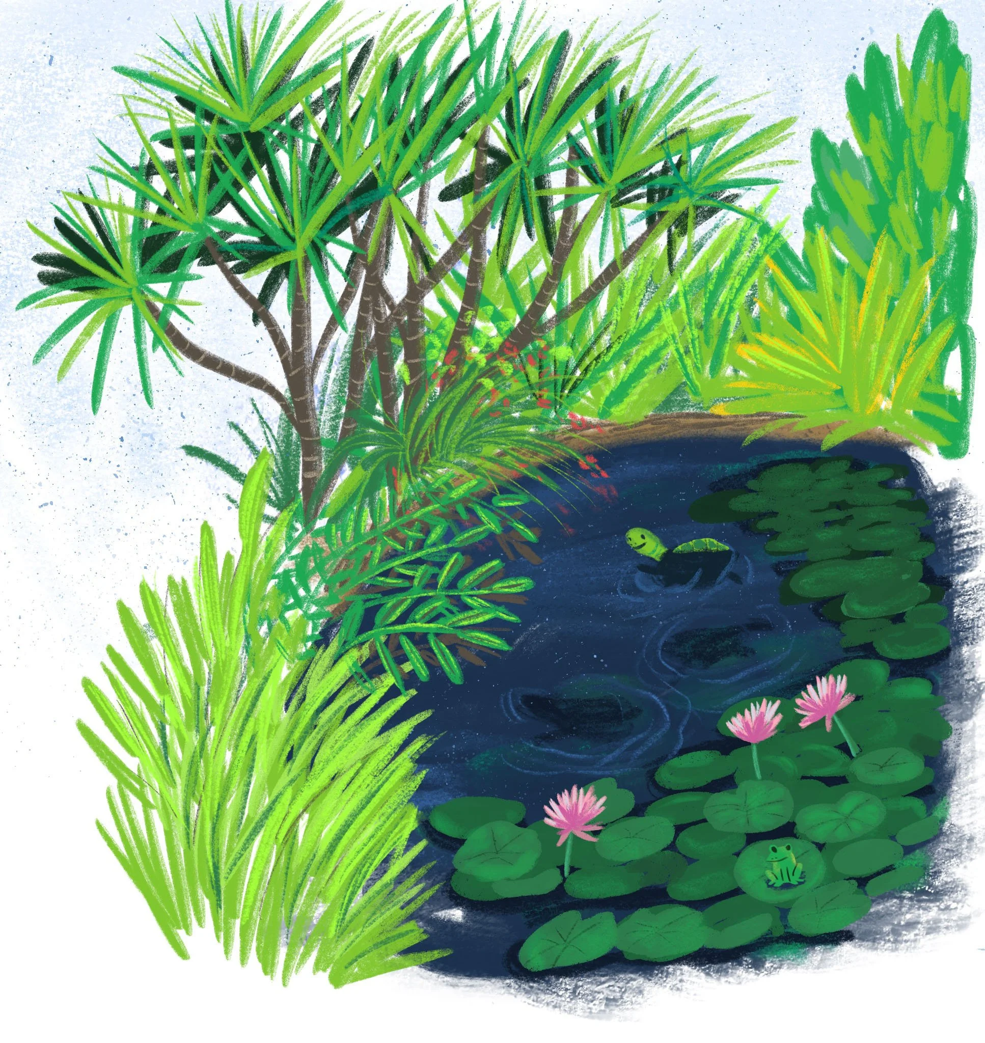 Turtle in CA pond.jpg