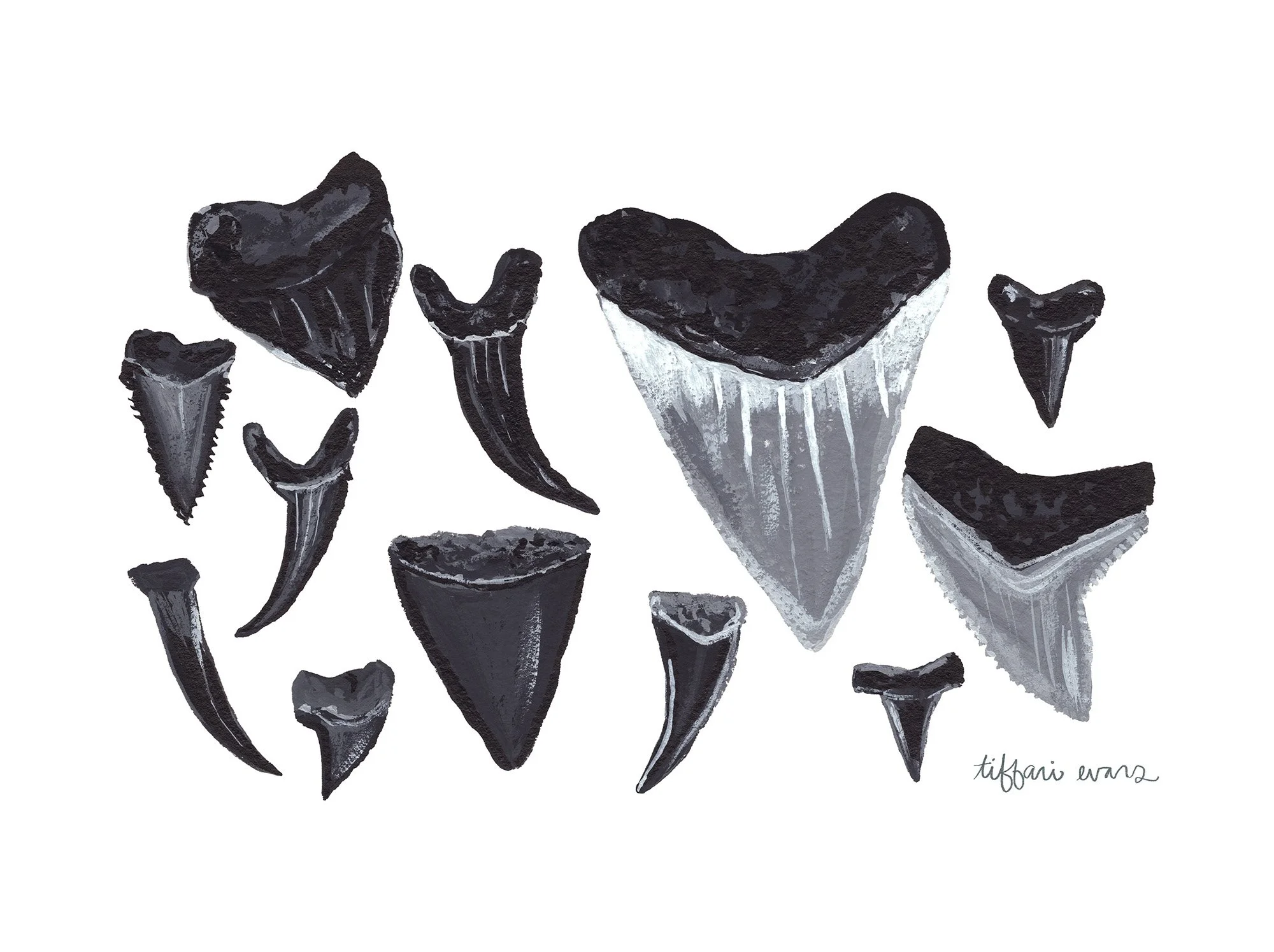 Shark Teeth.jpg