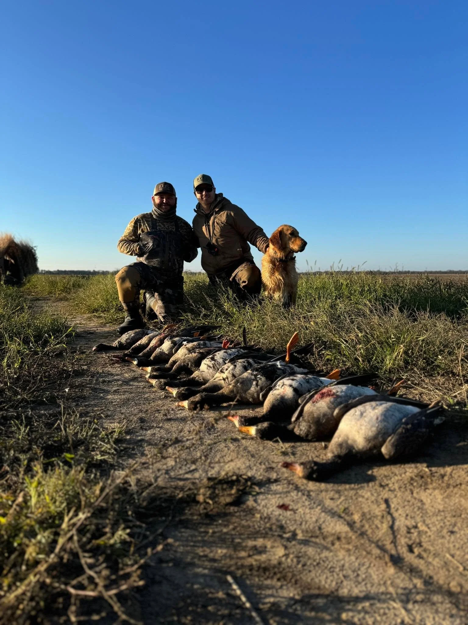 Two men in outdoor hunting gear and cap kneeling with a hunting dog on a grassy field, with a line of geese laid out on the ground in front of them, under a clear blue sky.