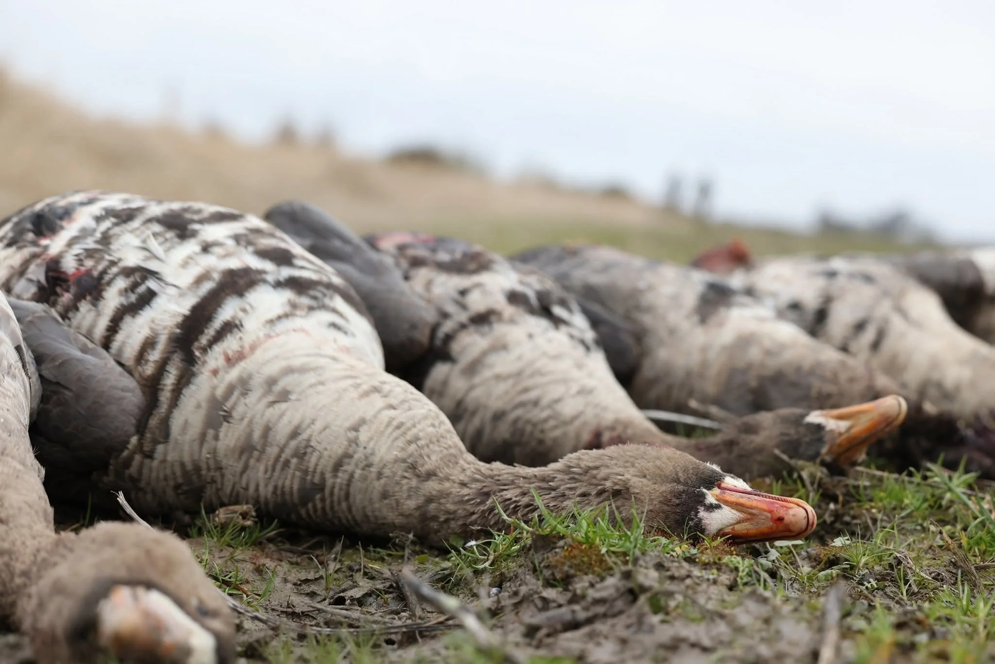 Specklebelly geese laying on the ground after a successful hunt