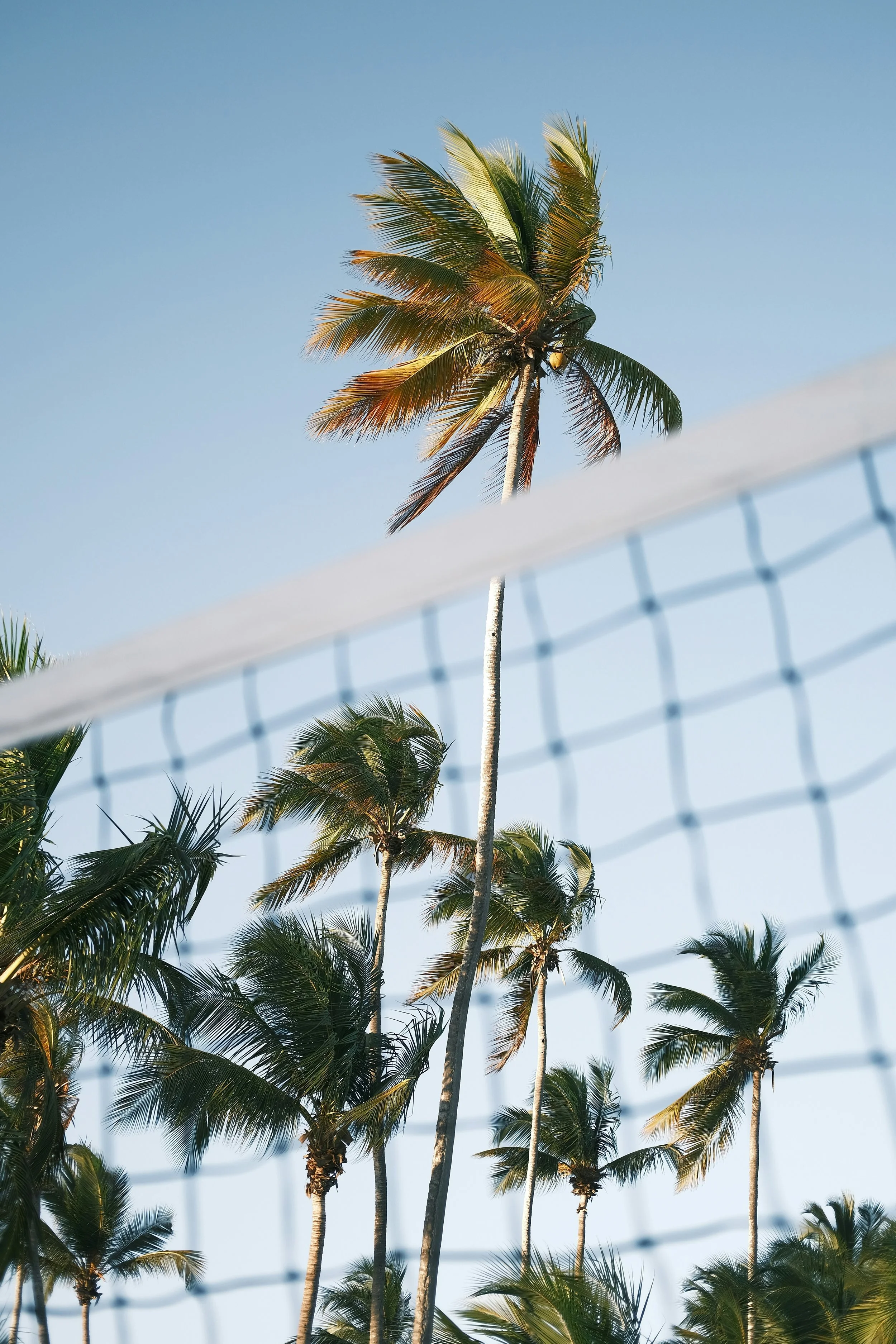 A clear blue sky with multiple tall palm trees in the foreground, some in sunlight and others in shadow, and a section of a tennis net in the bottom part of the image.