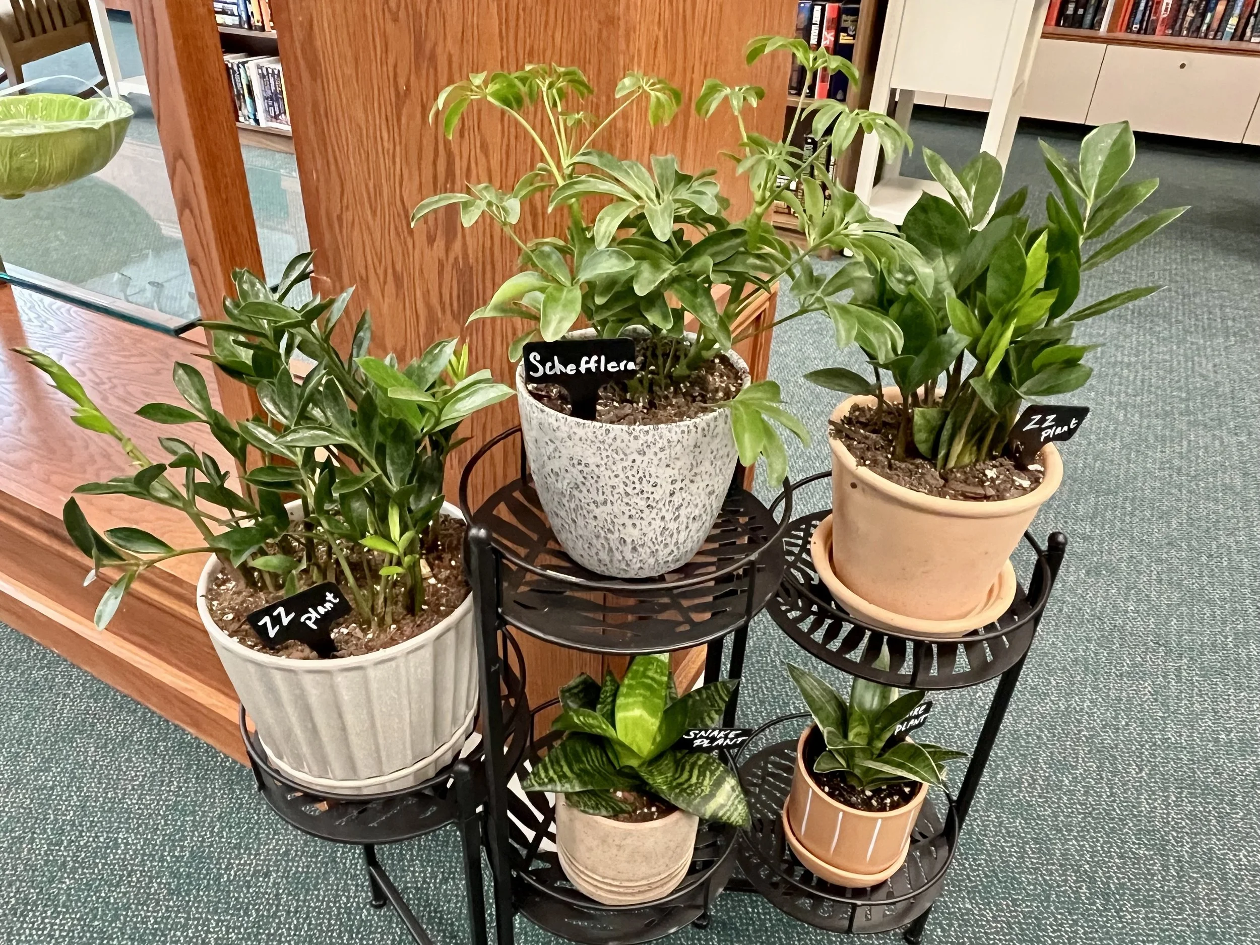 Various potted houseplants on a black metal plant stand in an indoor setting, with a wooden partition and a bookshelf in the background. Some plants have small black labels, and the plant in the center is labeled 'Schefflera.'