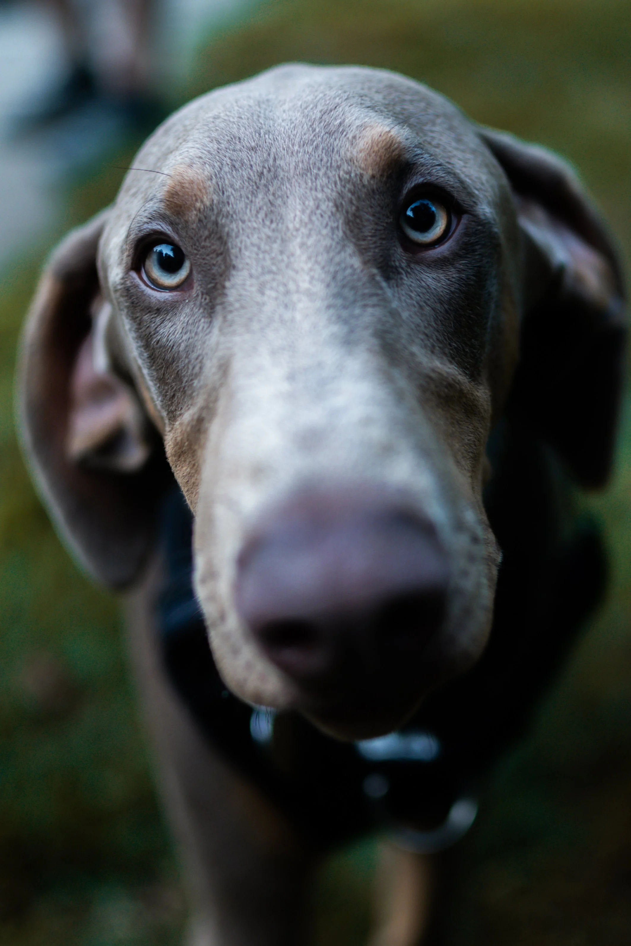 Close-up photo of a gray dog with piercing blue eyes, looking into the camera.