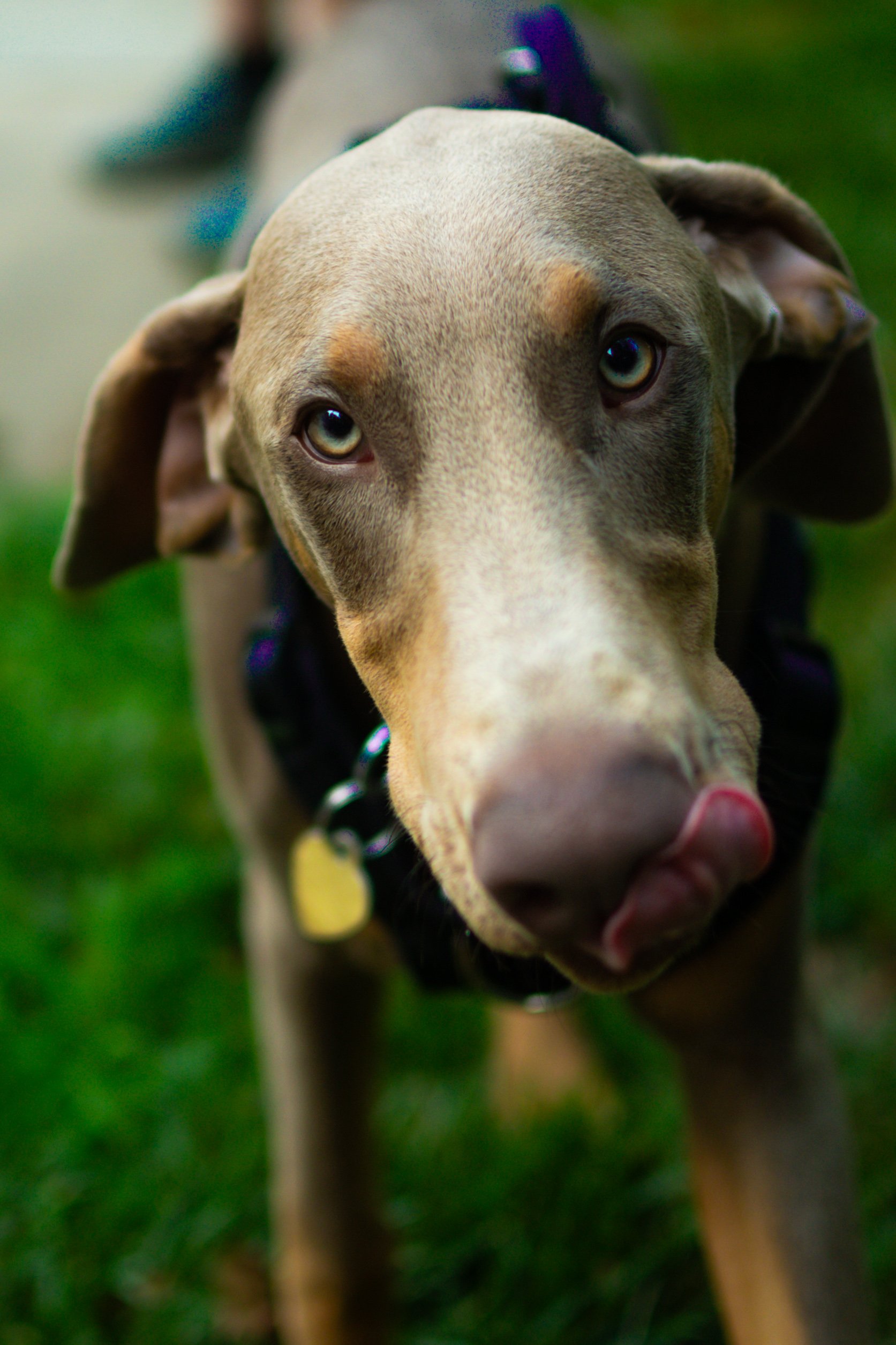 Close-up of a tan and gray dog with pale blue eyes and a black collar standing on grass.