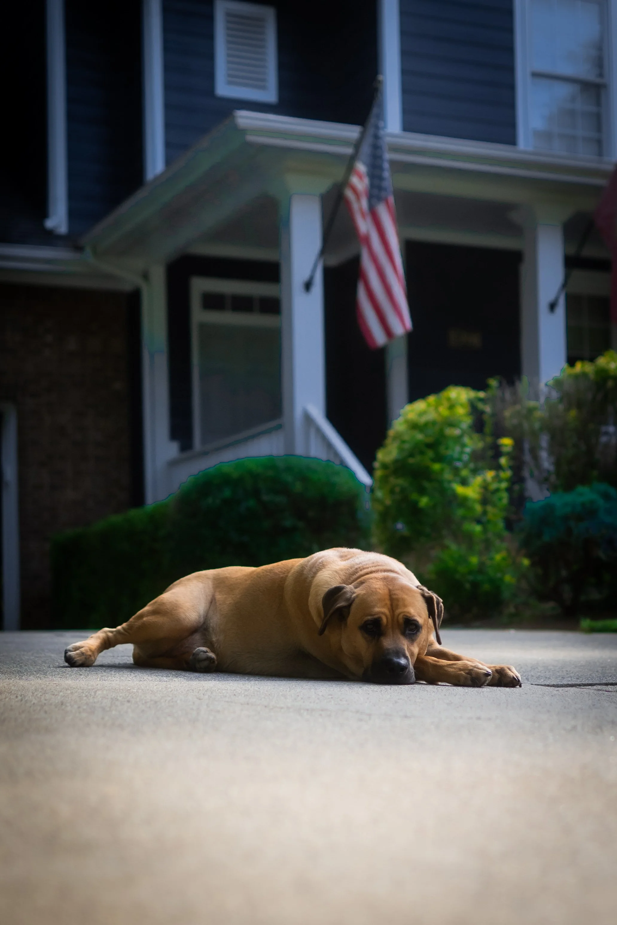 A tan dog lying on a concrete porch in front of a house with an American flag hanging from the porch railing. The house has blue siding, a window, and a small staircase leading to the entrance. There are potted plants and bushes nearby.