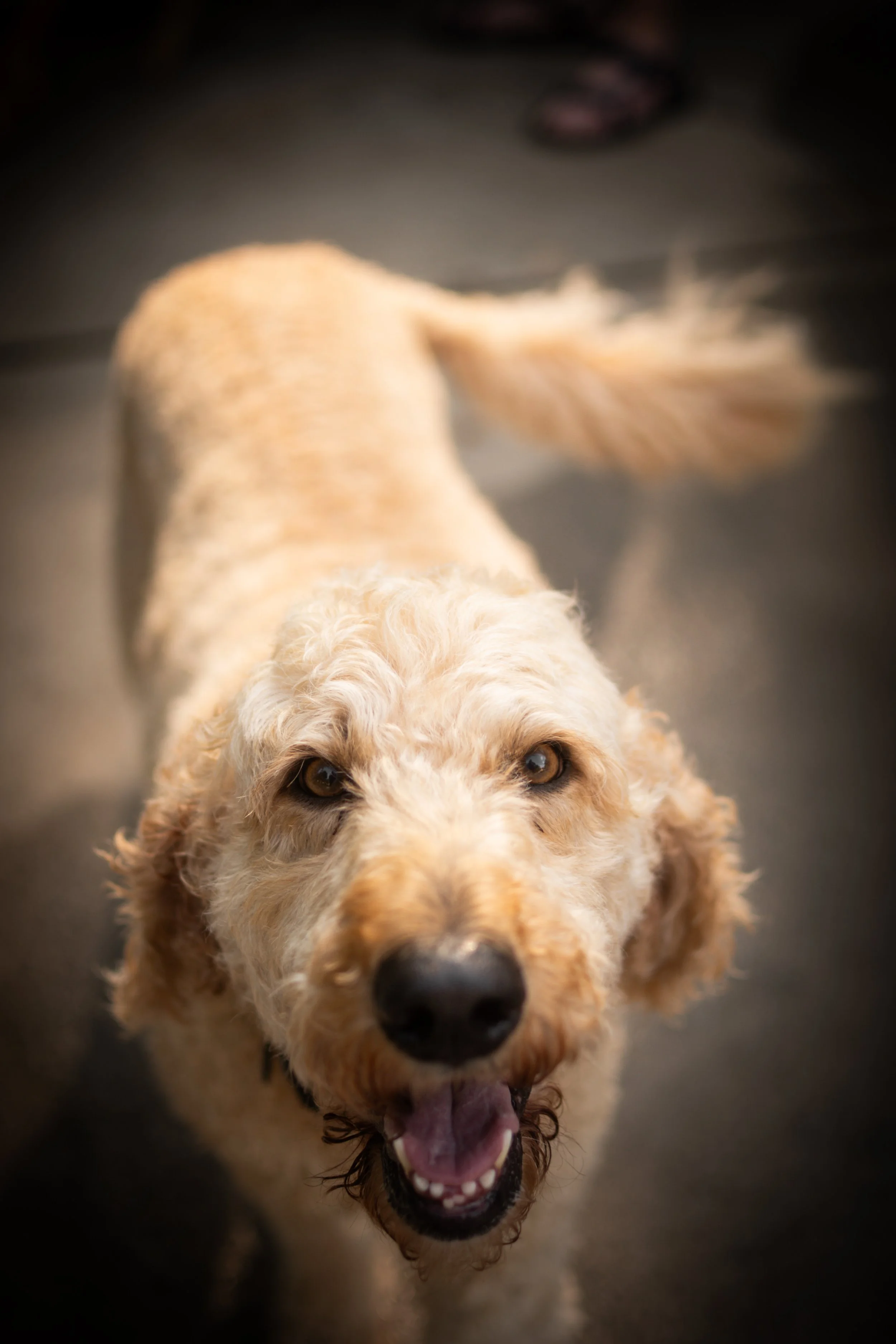 A cheerful, light-colored dog with curly fur, looking directly at the camera with its mouth open.