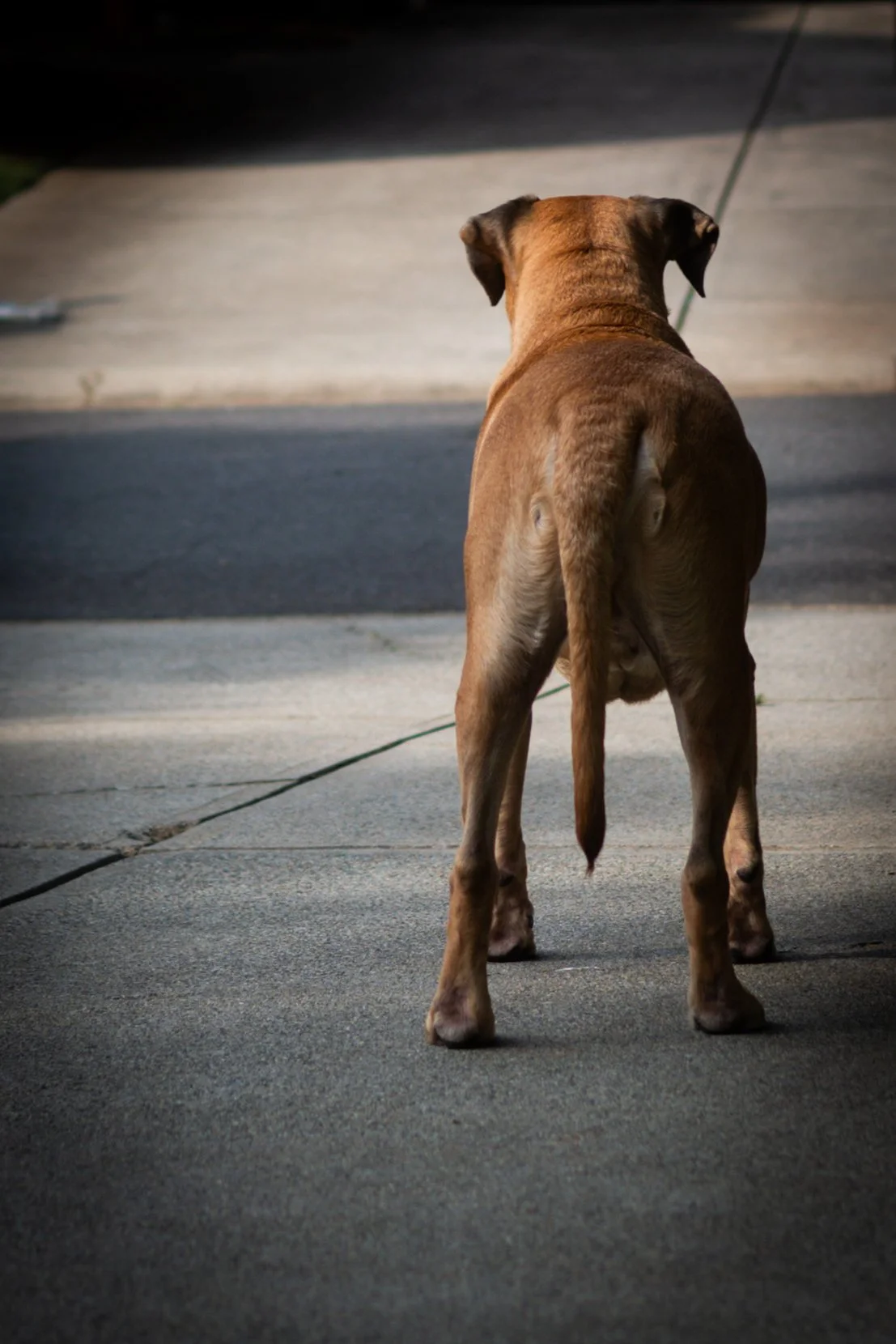 Back view of a brown puppy standing on a concrete sidewalk at dusk.