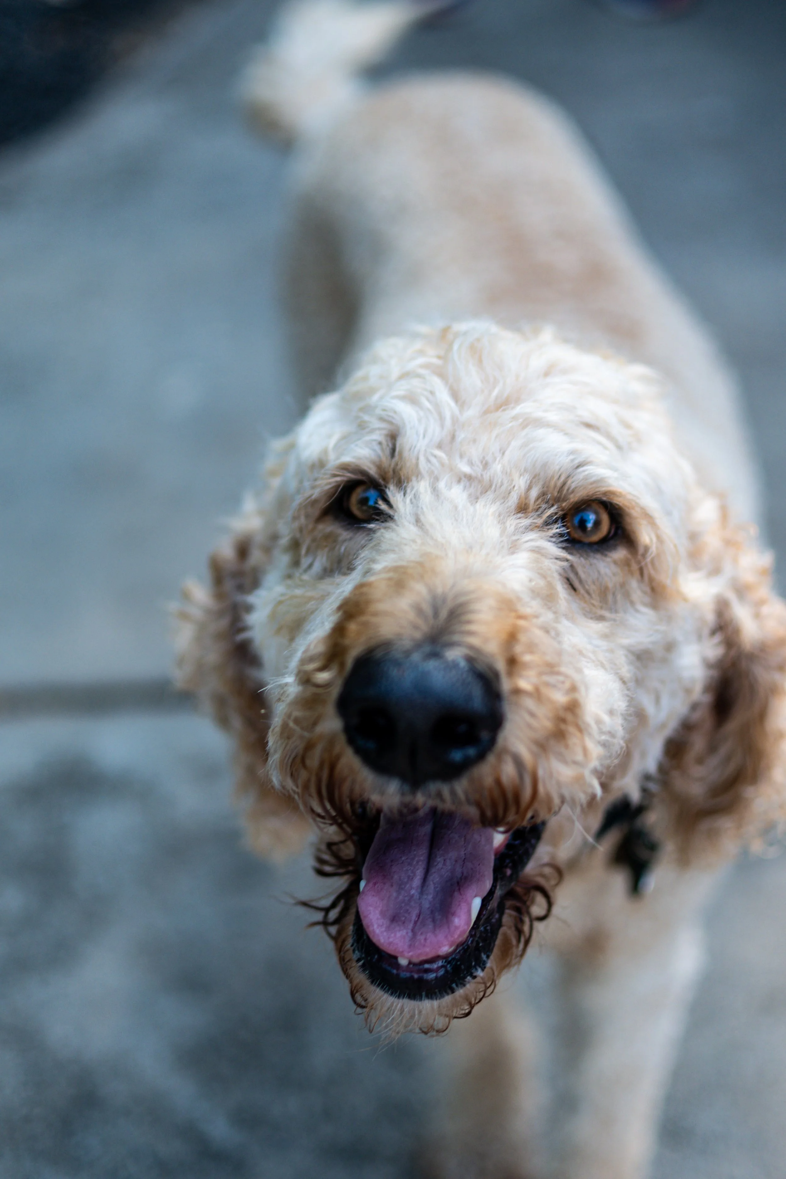 A close-up of a happy, curly-haired dog with light golden fur, bright eyes, and a pink tongue hanging out, on a gray surface.