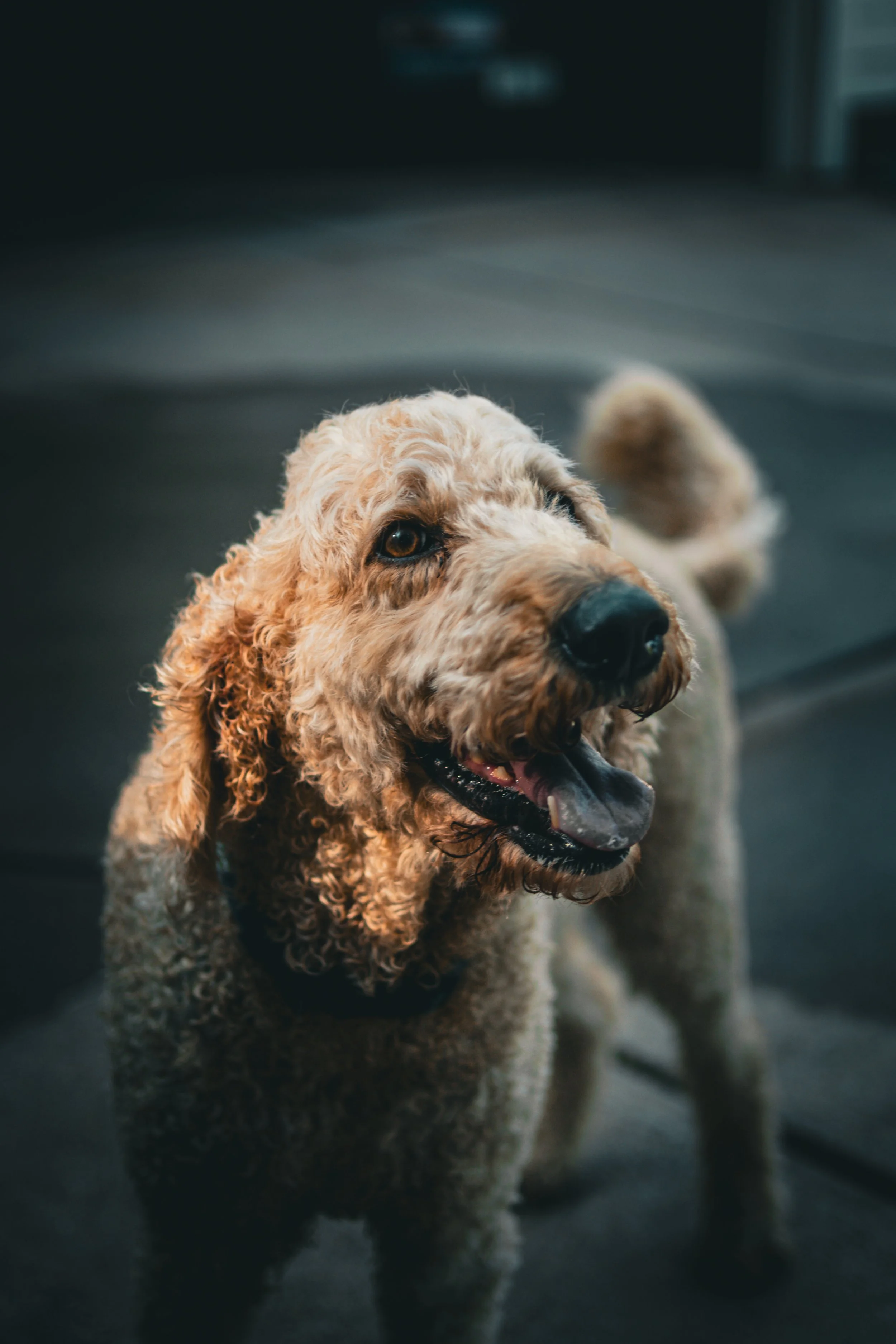 Close-up of a curly-haired dog with a tan coat, black nose, and open mouth, standing indoors on a dark floor.