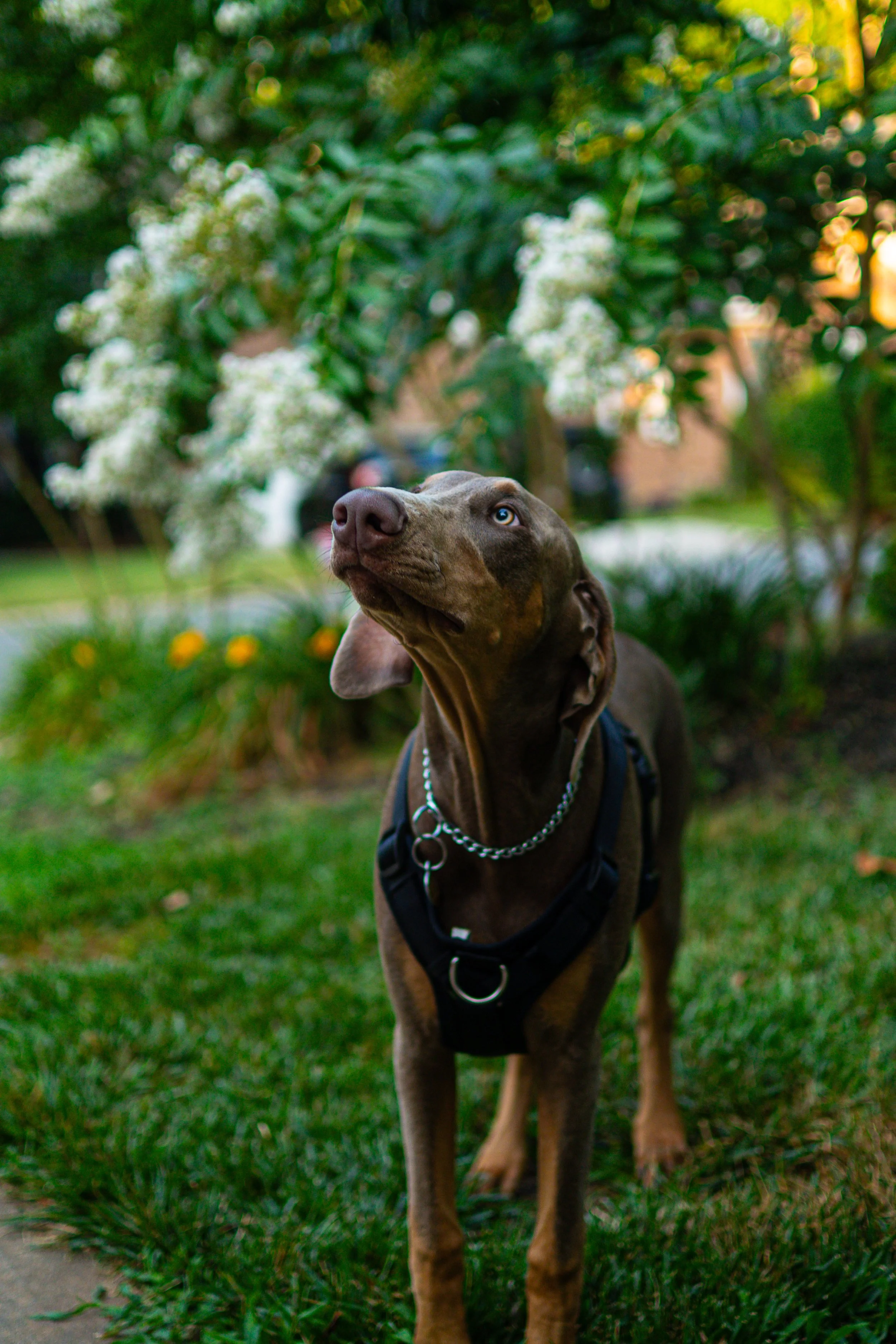 A brown dog with blue eyes wearing a black harness and silver chain collar, standing on grass in a park with green bushes and white flowers, with sunlight filtering through trees.