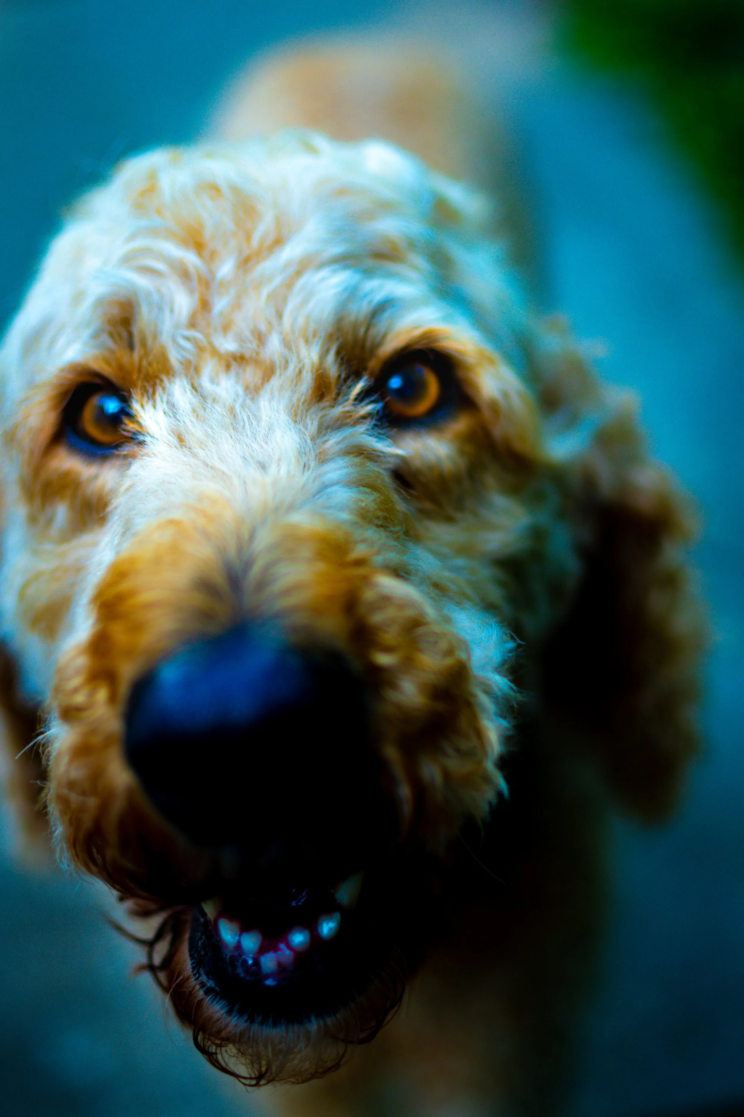 Close-up of a happy, fluffy dog with light brown fur, looking directly at the camera, with a blurred background.