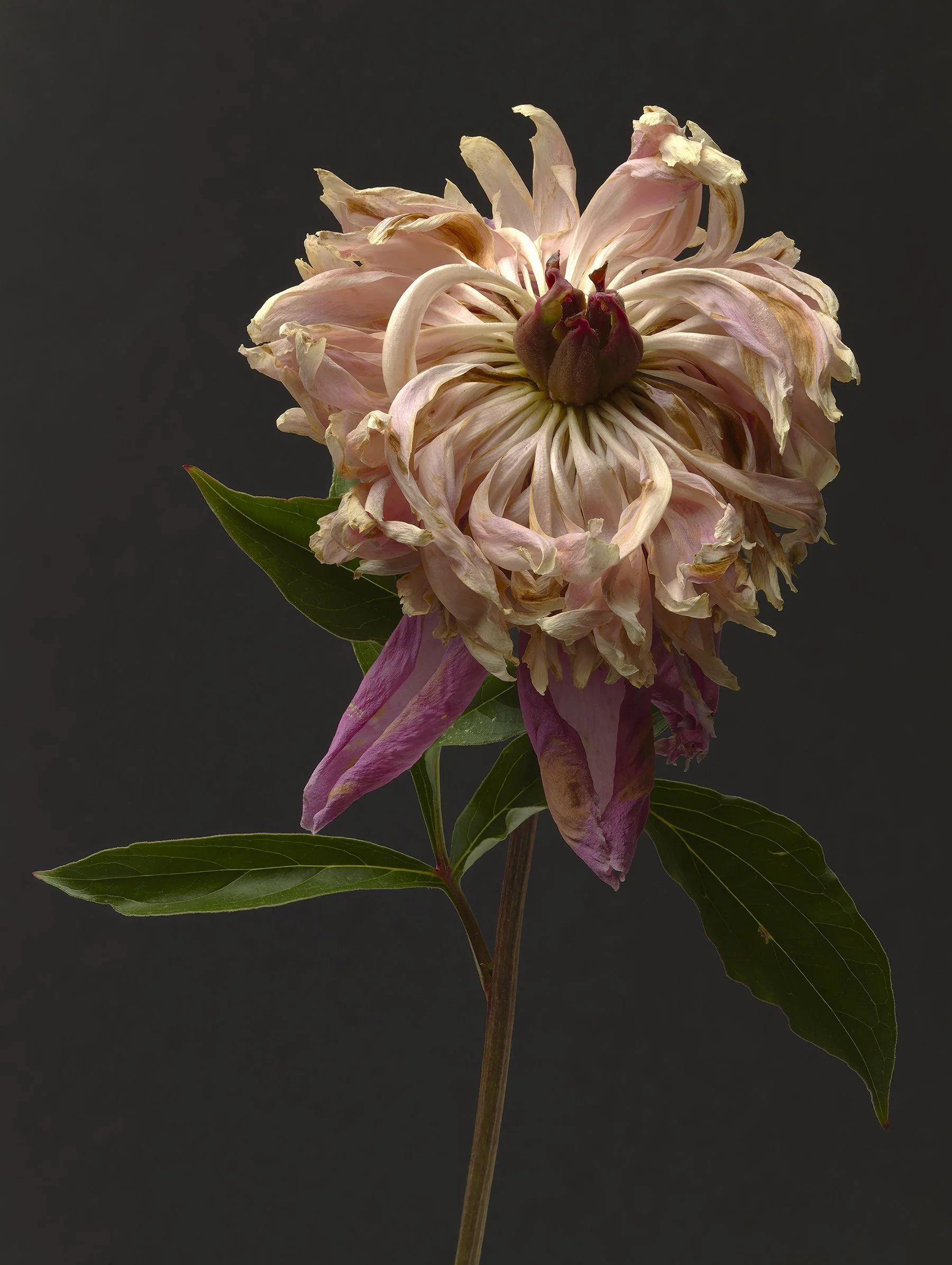 Peony_34.jpg