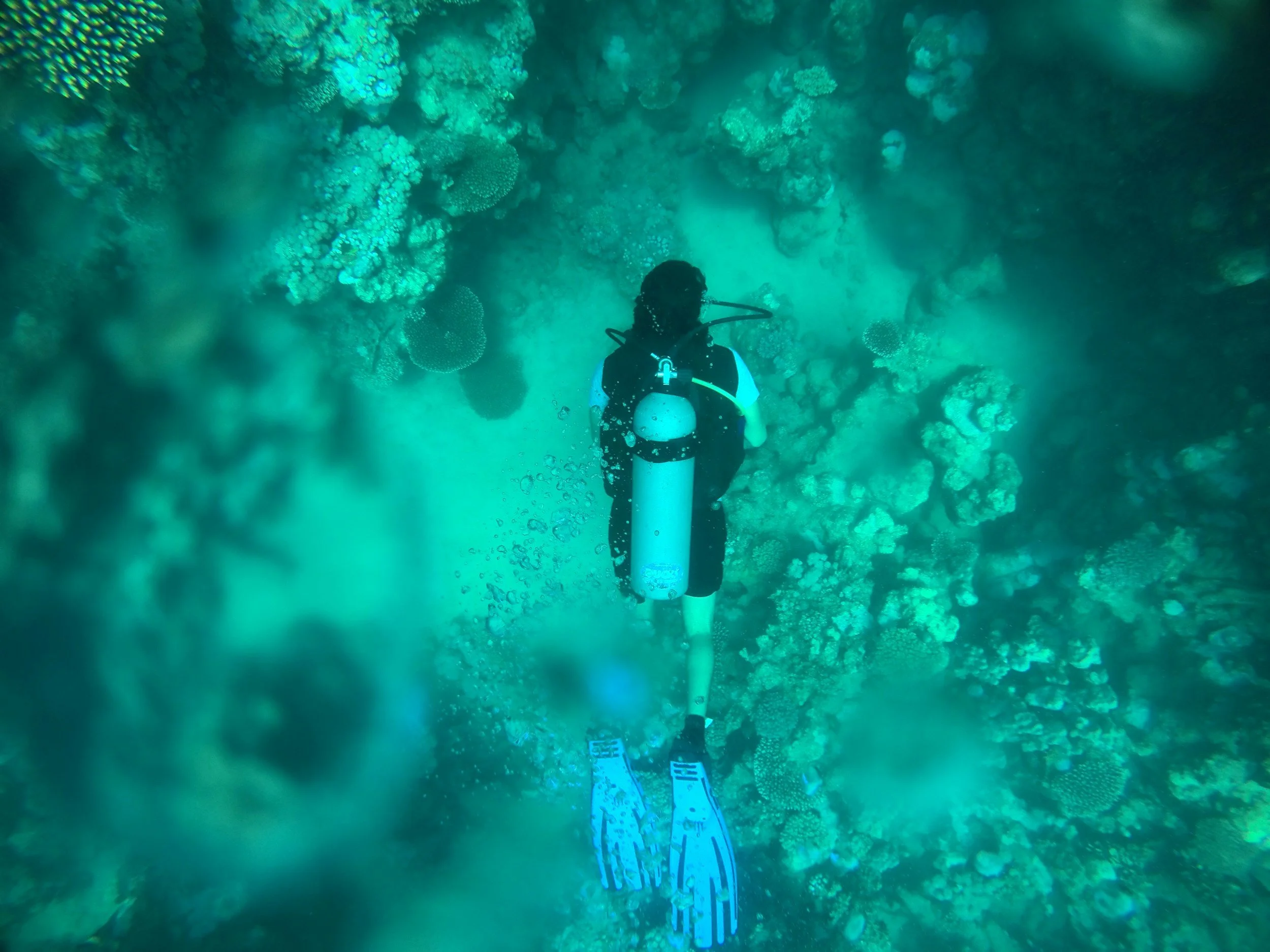 Underwater scene with a scuba diver exploring a coral reef.