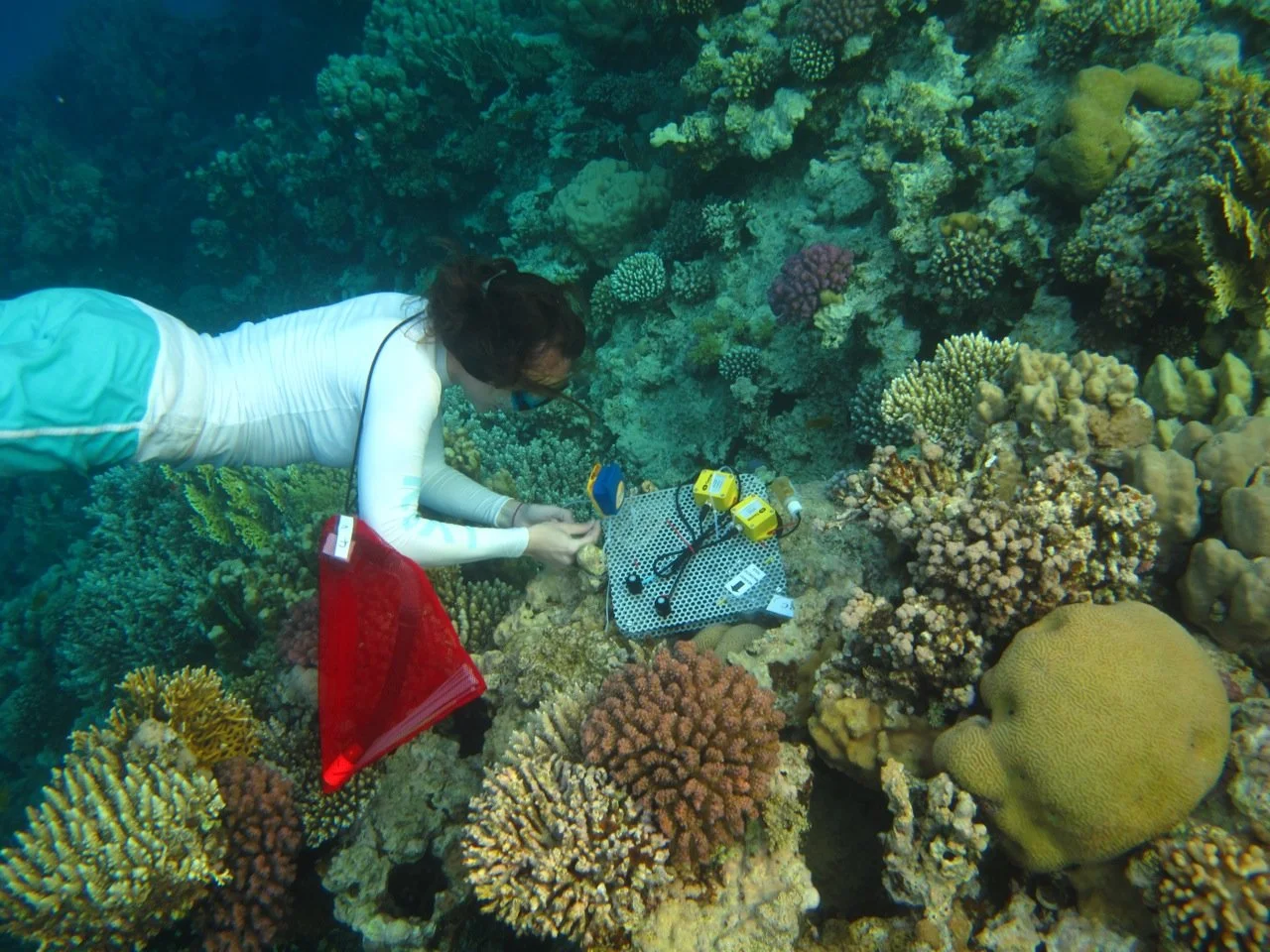 A scuba diver in a white wetsuit and blue mask underwater, examining coral on a vibrant coral reef with various types of corals and marine life.