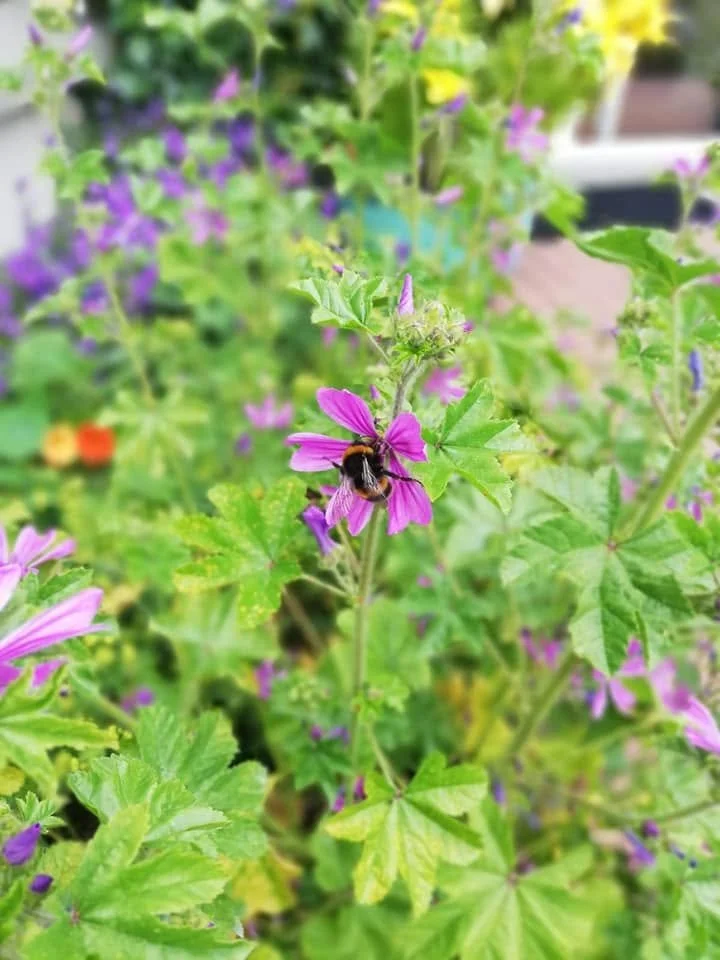 A bee collecting nectar from a purple flower in a garden with green foliage and various colorful flowers.