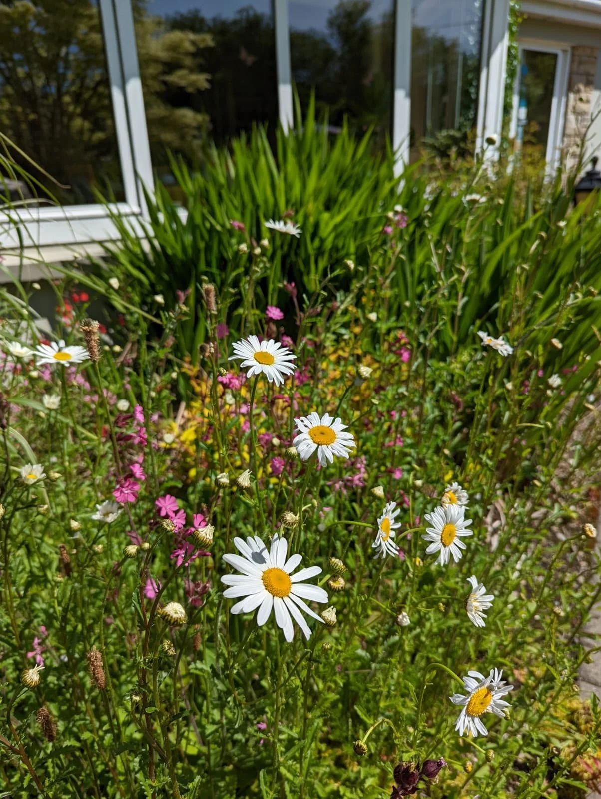 A garden bed with various flowers, including white daisies with yellow centers and small pink blossoms, in front of a house with a large window.