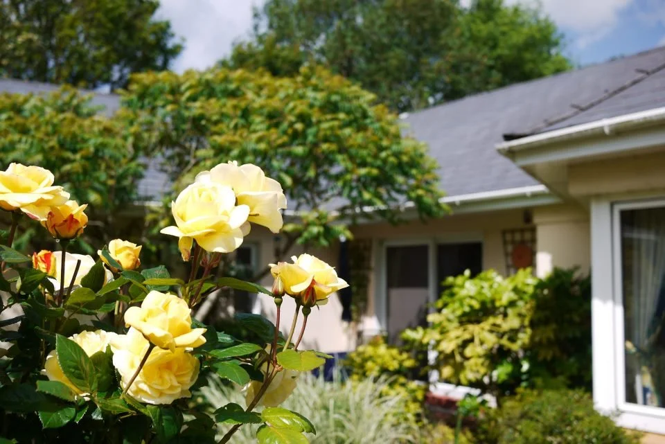 Yellow roses in a garden in front of a house with a gray roof and white walls, amid green shrubs and trees under a partly cloudy sky.
