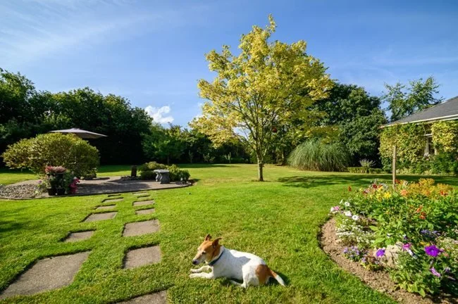 A backyard garden with a stone path, a dog lying on the grass, a tree, bushes, and colorful flowers under a blue sky with some clouds.