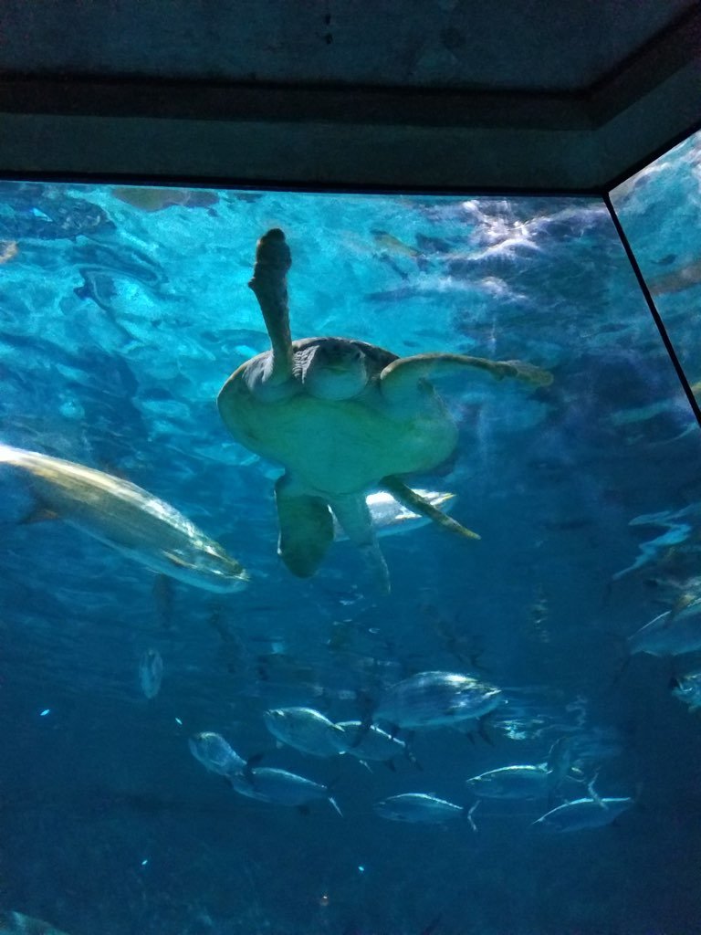 A Curios Sea Turtle at the Audubon Aquarium in New Orleans