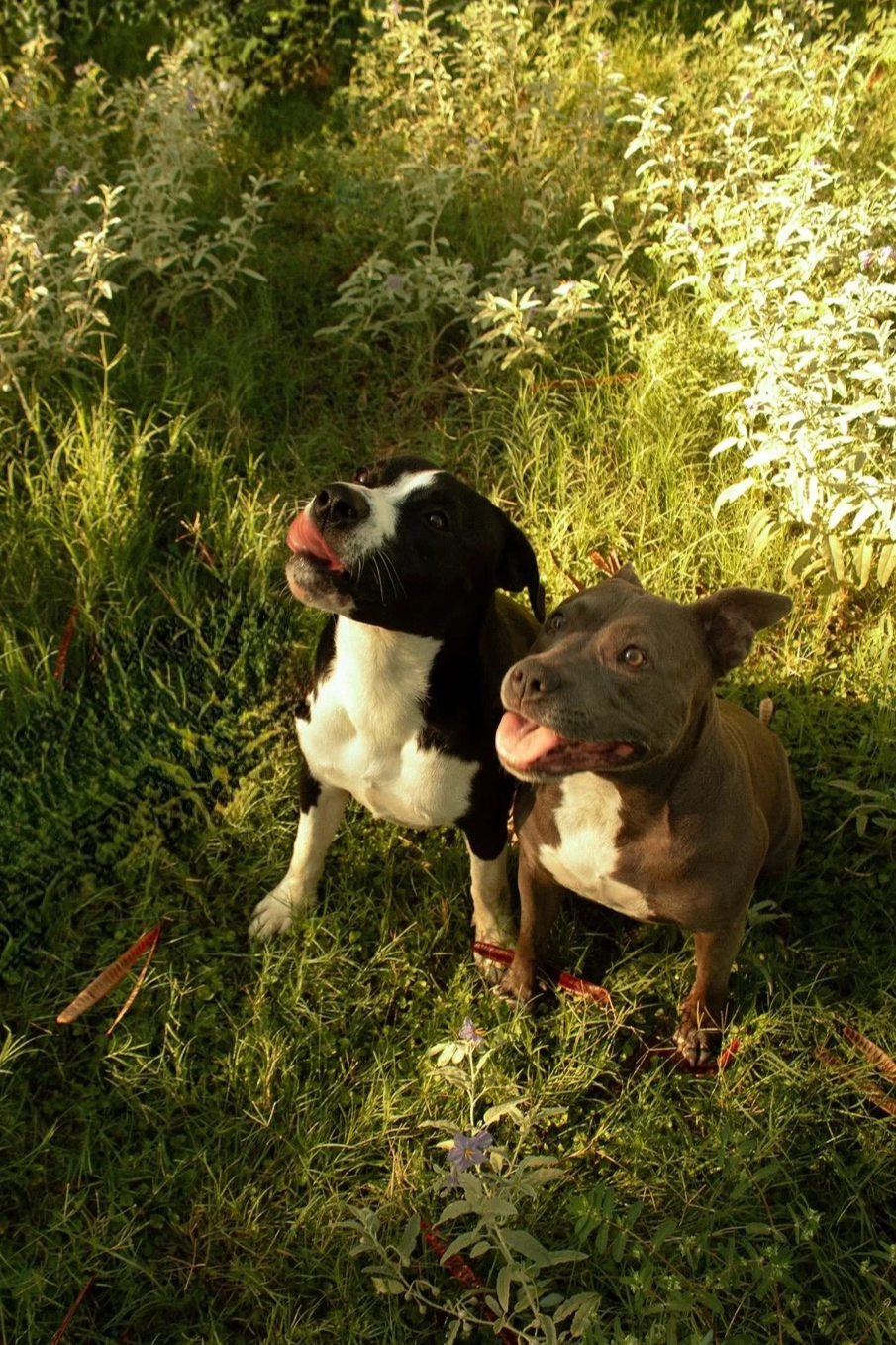 Two dogs sitting on grass in a green, leafy environment with purple flowers, one licking its nose, both looking up.