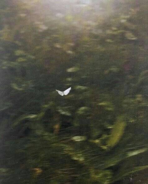 A white butterfly flying above dark green aquatic plants.